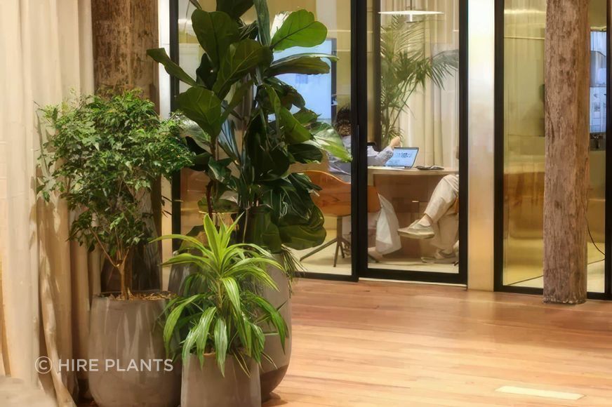 IFC-IDR-IFP-ITR-CBL-Ficus-Lyrata-w-underlpanting-Ficus-Benjamina-Dracaena-Lemon-Lime-in-assorted-grey-bianca-Archipro-223-2-gigapixel-high-fidelity-v2-2000w.jpeg
