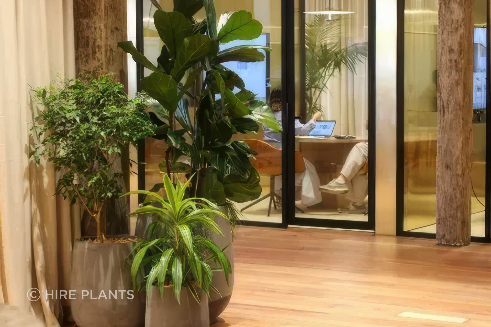 IFC-IDR-IFP-ITR-CBL-Ficus-Lyrata-w-underlpanting-Ficus-Benjamina-Dracaena-Lemon-Lime-in-assorted-grey-bianca-Archipro-223-2-gigapixel-high-fidelity-v2-2000w.jpeg