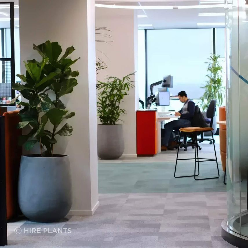 IFP-IPO-IDR-CBL-mixed-indoor-plants-in-grey-bianca-palm-pot-Vector-723-gigapixel-high-fidelity-v2-2000w.jpeg