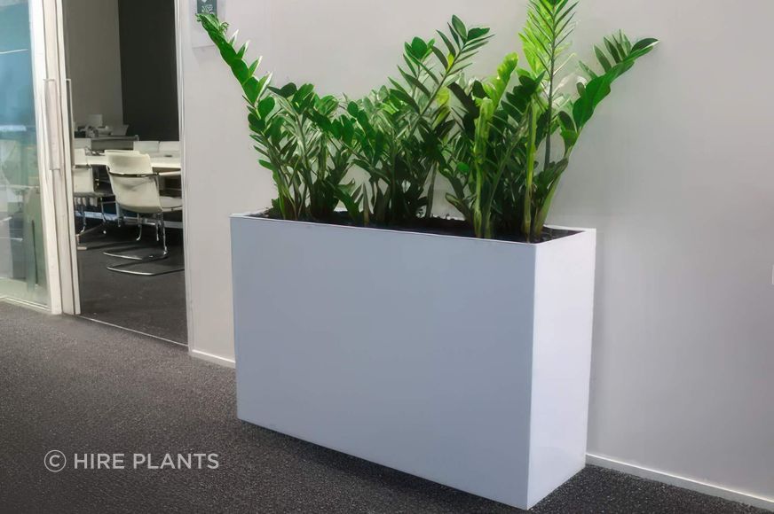 IFP2-ICT3-Zamioculcas-Zamiifolia-zz-in-white-custom-indoor-trough-southern-cross-hamilton-1022-gigapixel-high-fidelity-v2-2000w.jpeg