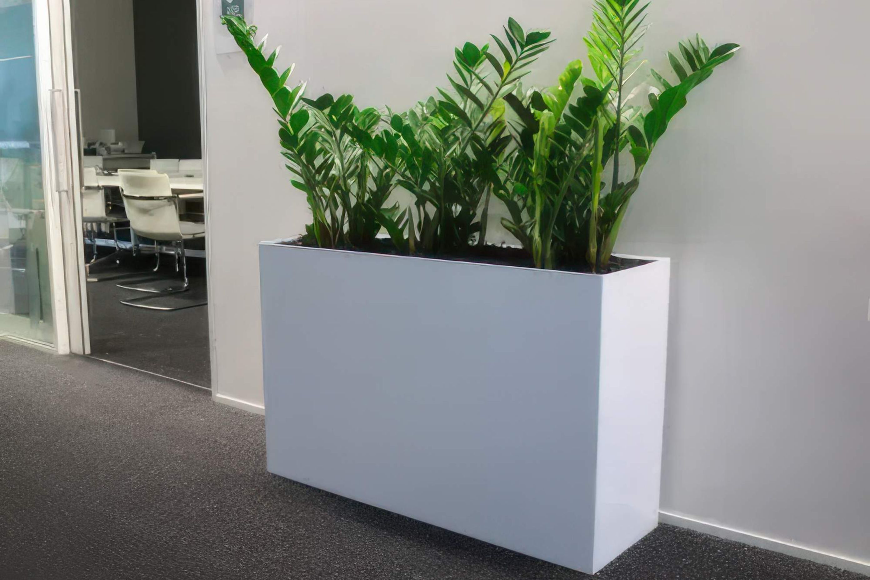 IFP2-ICT3-Zamioculcas-Zamiifolia-zz-in-white-custom-indoor-trough-southern-cross-hamilton-1022-gigapixel-high-fidelity-v2-2000w.jpeg