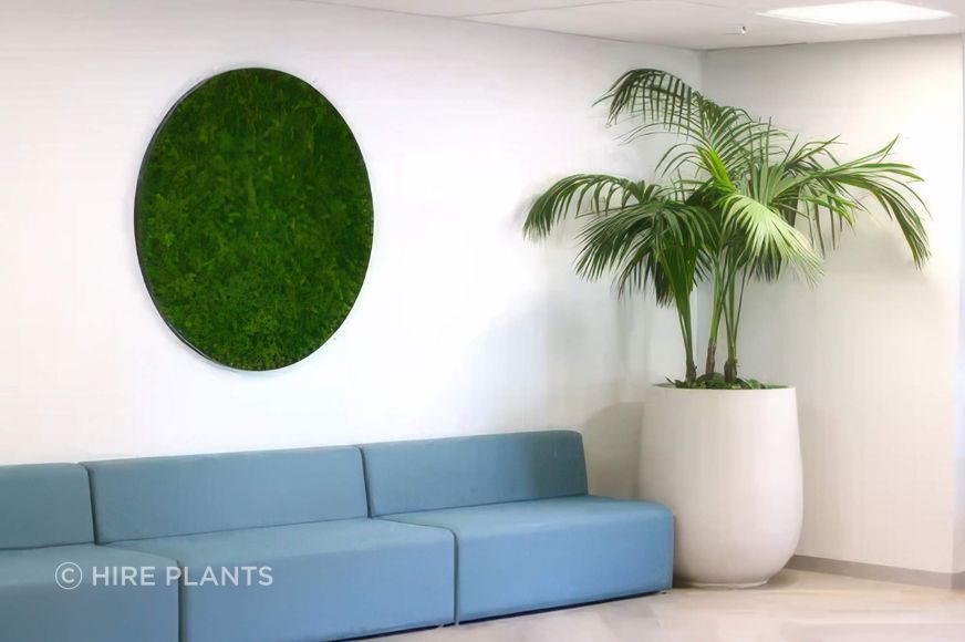 IKP-CBL-VRM-kentia-palm-in-white-bianca-palm-pot-reindeer-moss-circle-1200-diam-ARC-VETS-0823-12023-08-07-203416yusi-gigapixel-high-fidelity-v2-2000w.jpeg