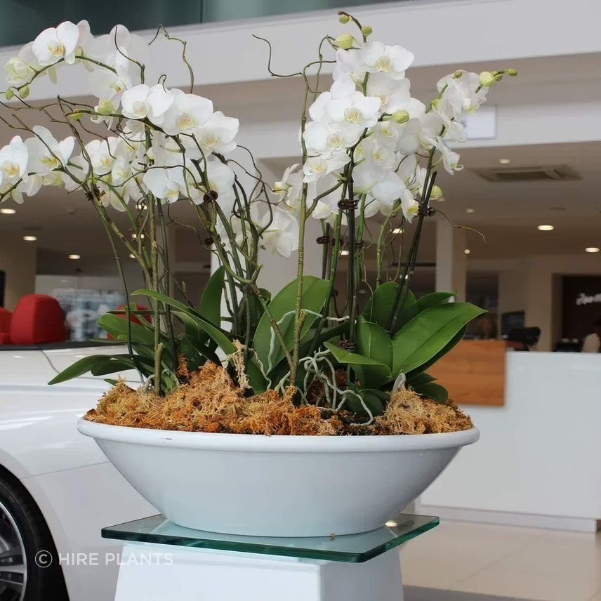 IOR2-Bowl-with-flowering-orchids-BMW-showroom-gigapixel-high-fidelity-v2-2000w.jpeg
