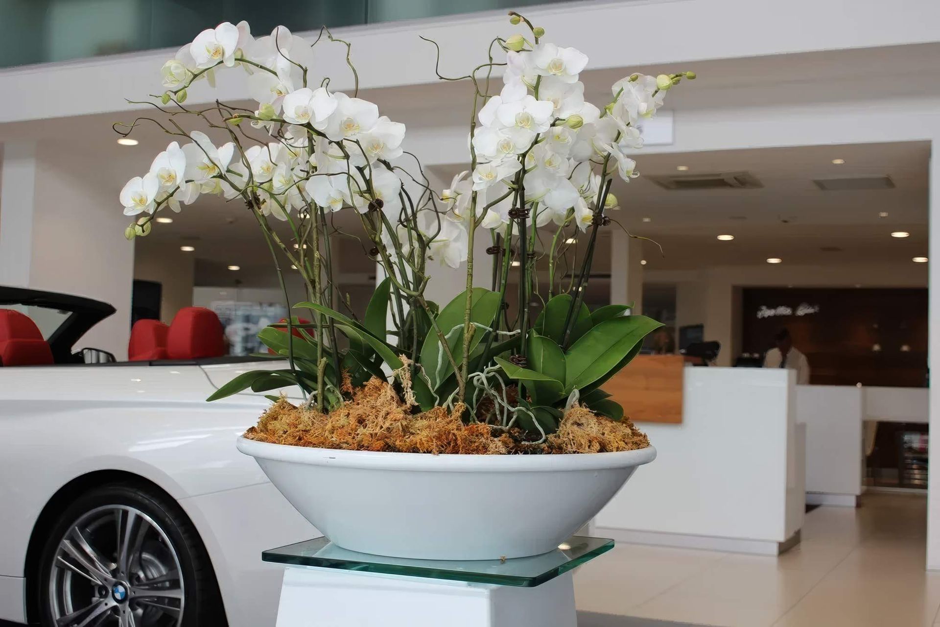 IOR2-Bowl-with-flowering-orchids-BMW-showroom-gigapixel-high-fidelity-v2-2000w.jpeg