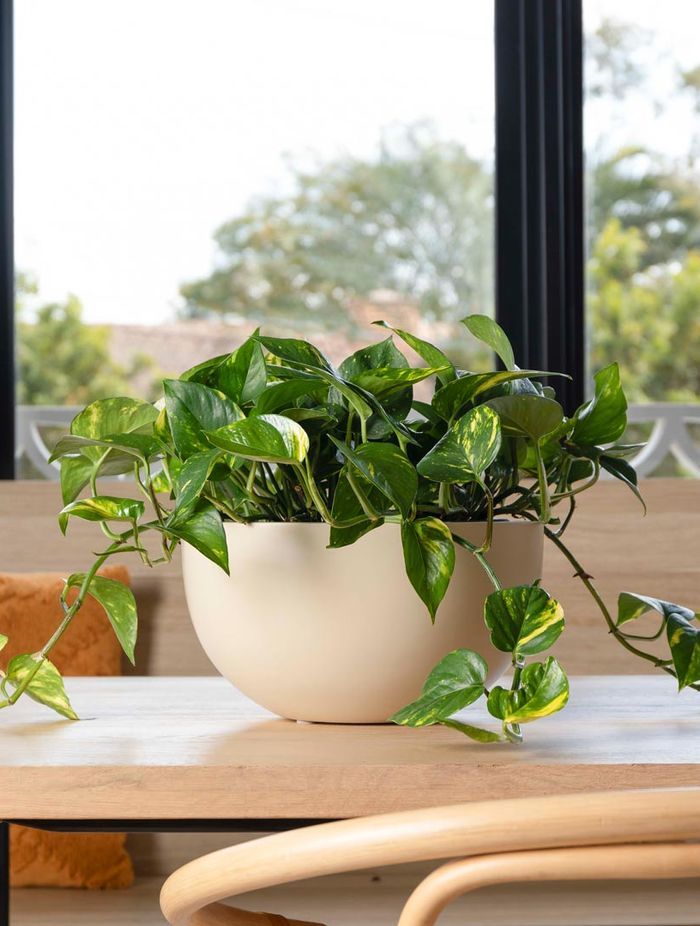 Bardon 17 Bowl in Matte Cream