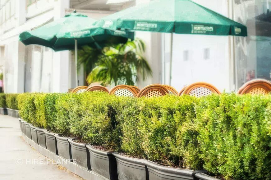 OBX-Buxus-in-black-theatre-trough-WIldfire2023-07-05-215809qcnp-gigapixel-high-fidelity-v2-2000w.jpeg