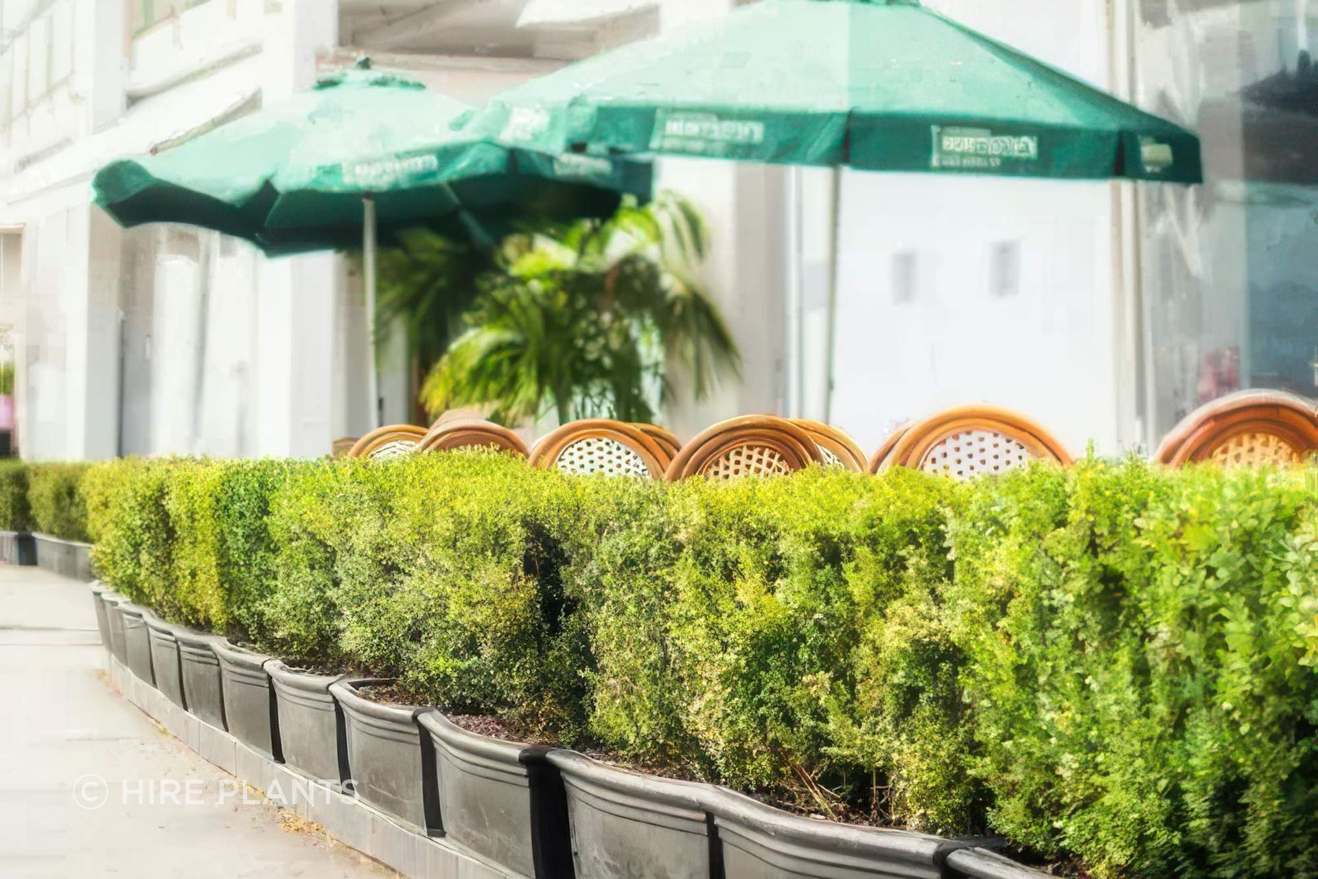OBX-Buxus-in-black-theatre-trough-WIldfire2023-07-05-215809qcnp-gigapixel-high-fidelity-v2-2000w.jpeg