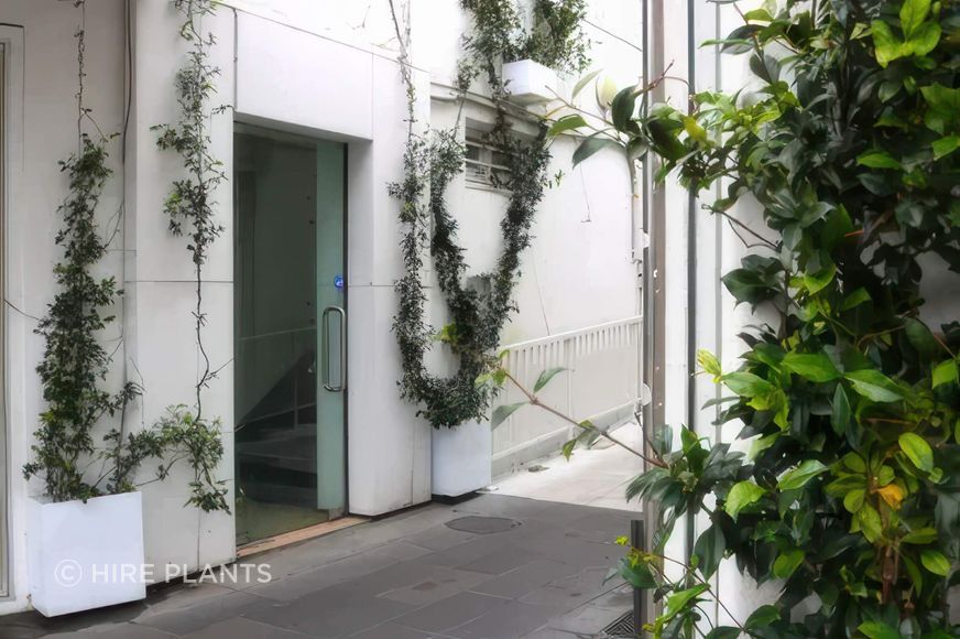 OTR3-ICT1-Star-Jasmine-in-custom-white-trough-Newmarket-Crossing-723-5-gigapixel-high-fidelity-v2-2000w.jpeg