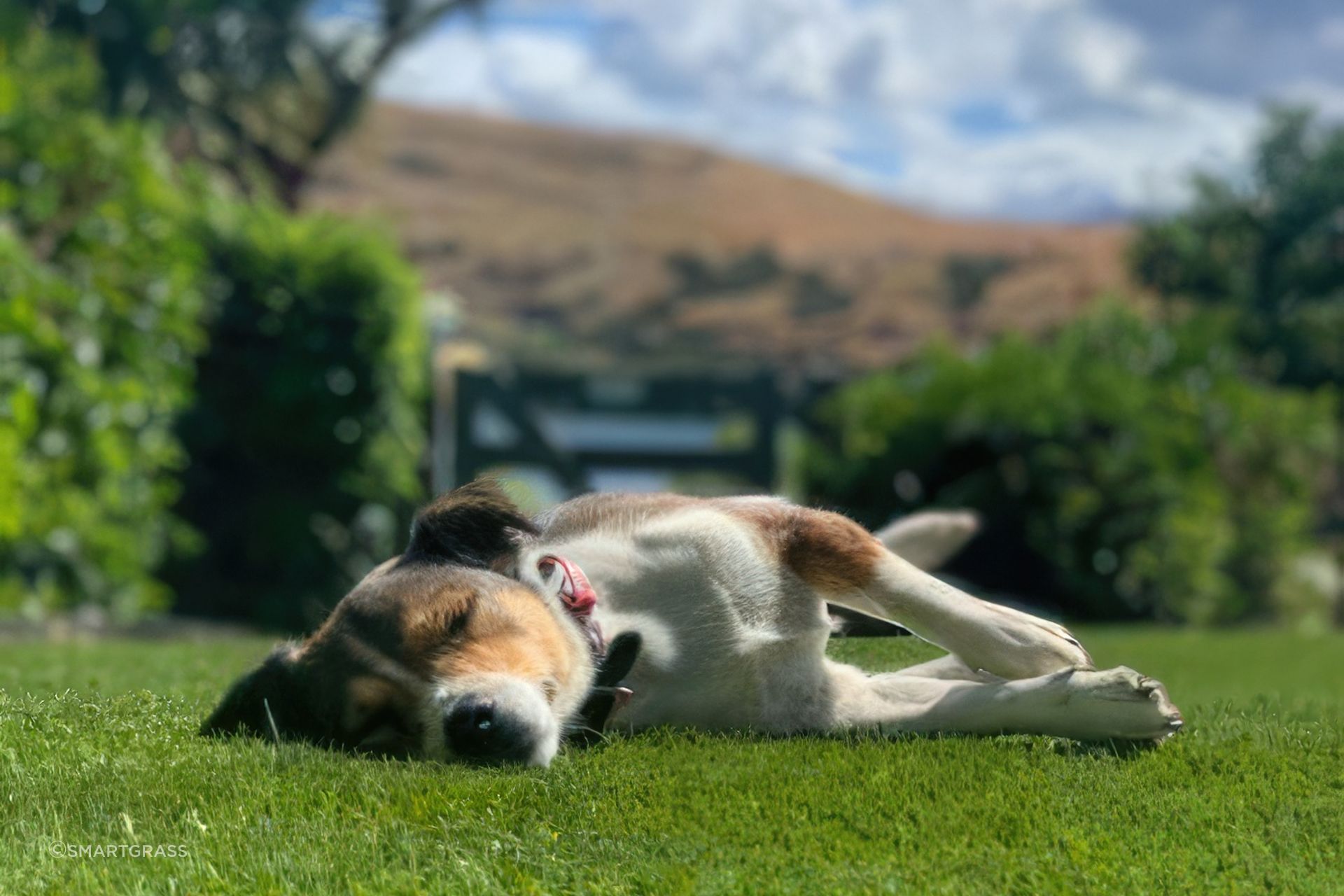 ScaledDOG-WEBSITE-2-350-x-400-px-standard-scale-400x.jpg