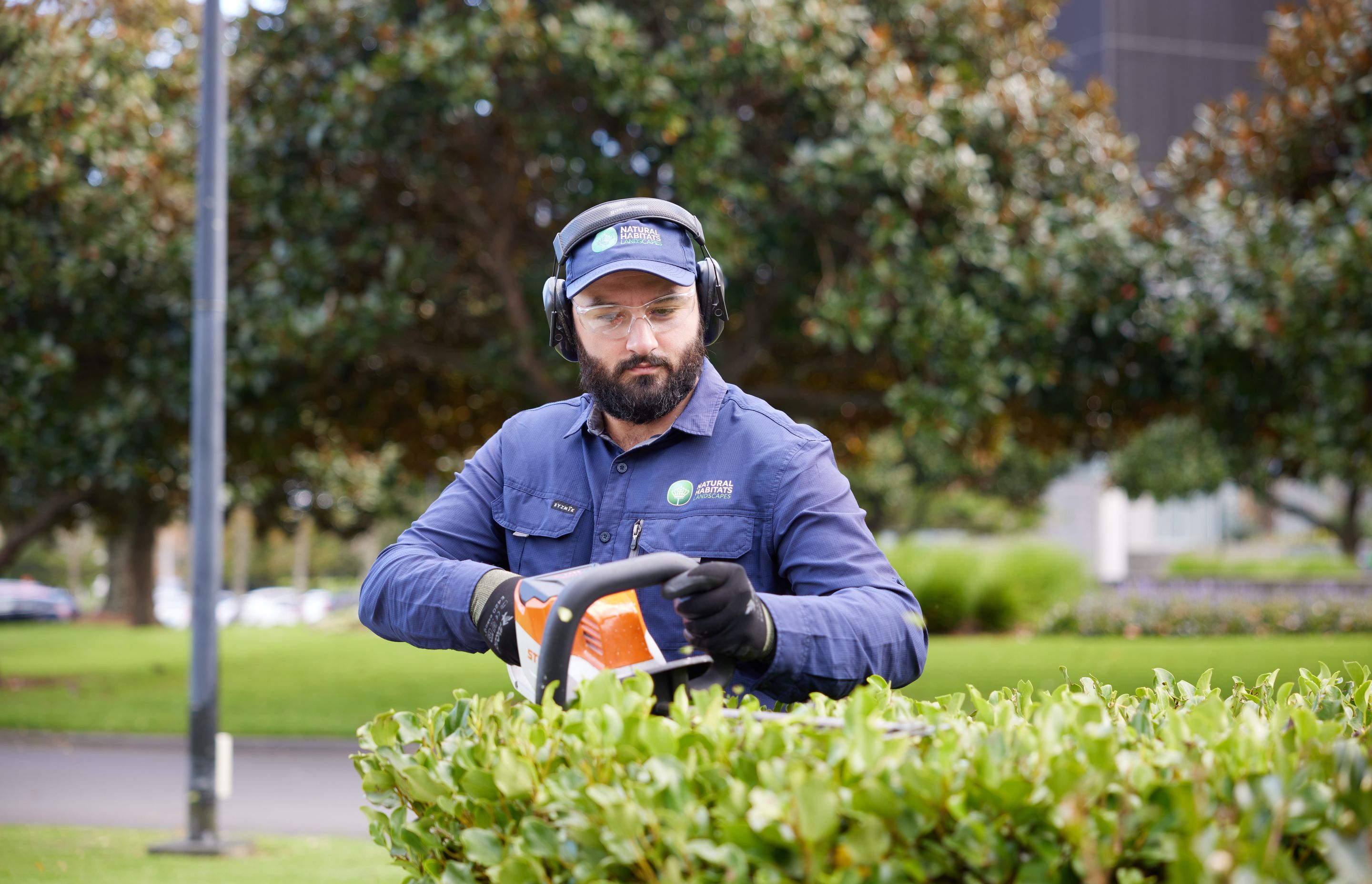 A qualified horticulturalist trims hedges at Smales Farm.