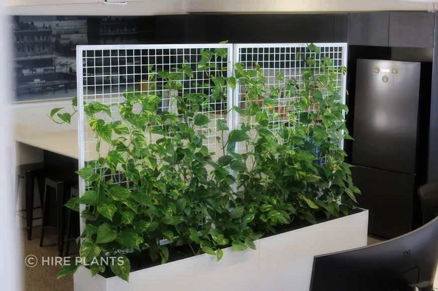 VMF3-ITR2-white-vertical-mesh-frame-staged-with-golden-pothos-Tracplus-324-2-gigapixel-high-fidelity-v2-2000w.jpeg