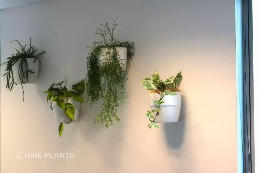 VWB1-ITR1-ITR2-Vertical-wall-bracket-installation-with-assorted-trailing-plants-in-white-elho-pot-2-2-gigapixel-high-fidelity-v2-2000w.jpeg