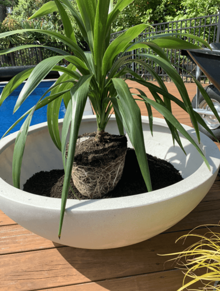 image-2-450x600-1.png