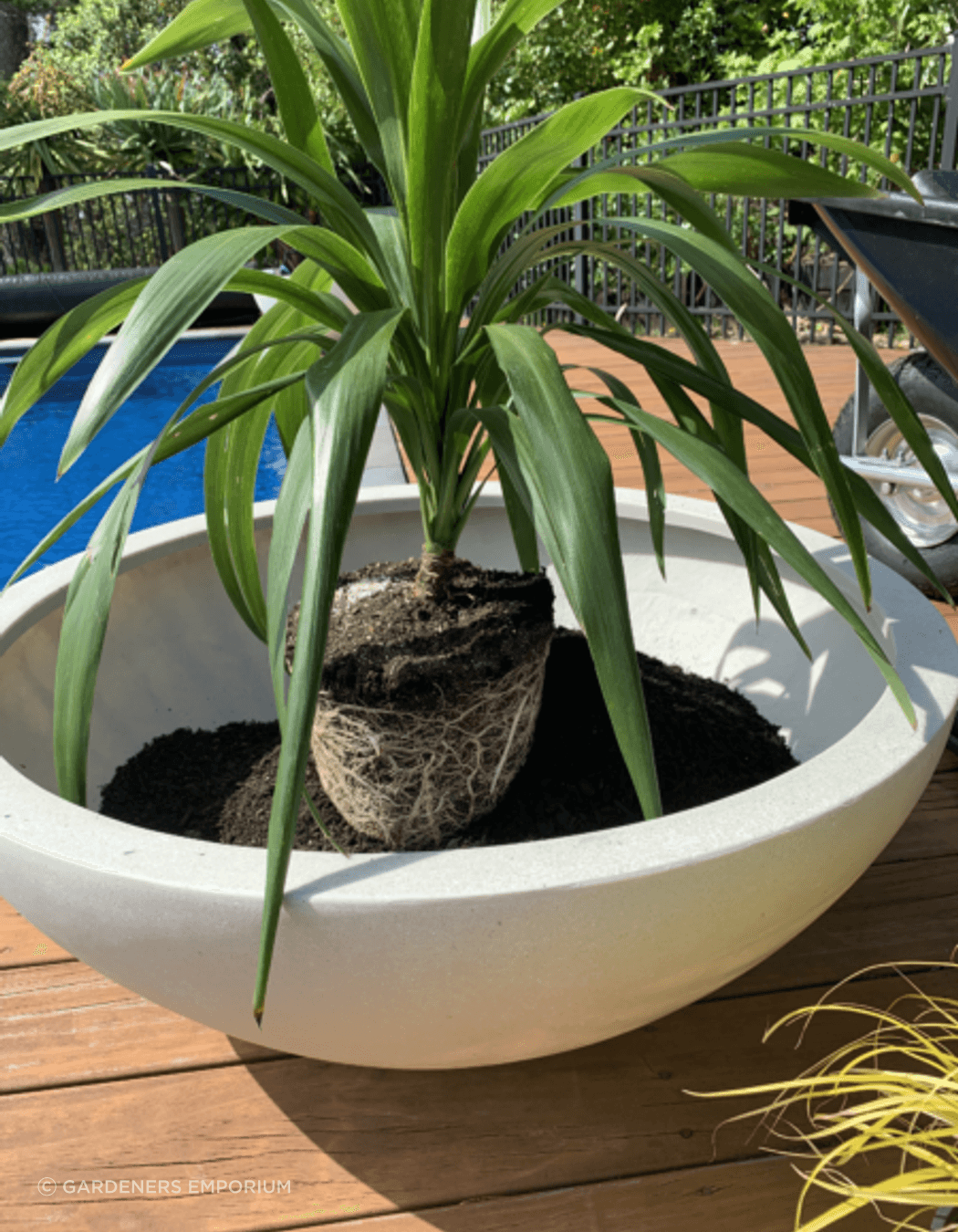 image-2-450x600-1.png