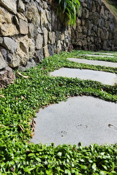 Selleria ground cover grows around flat pavers to create a stepping stone garden path.