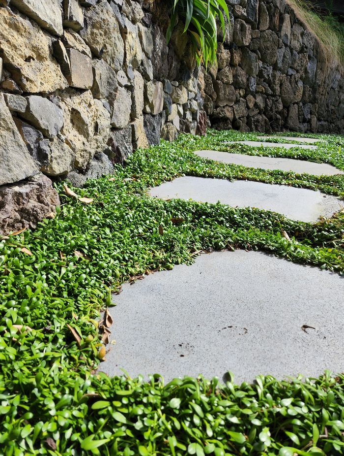 Selleria ground cover grows around flat pavers to create a stepping stone garden path.