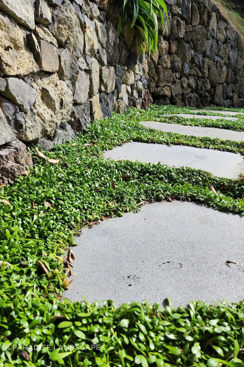 Selleria ground cover grows around flat pavers to create a stepping stone garden path.