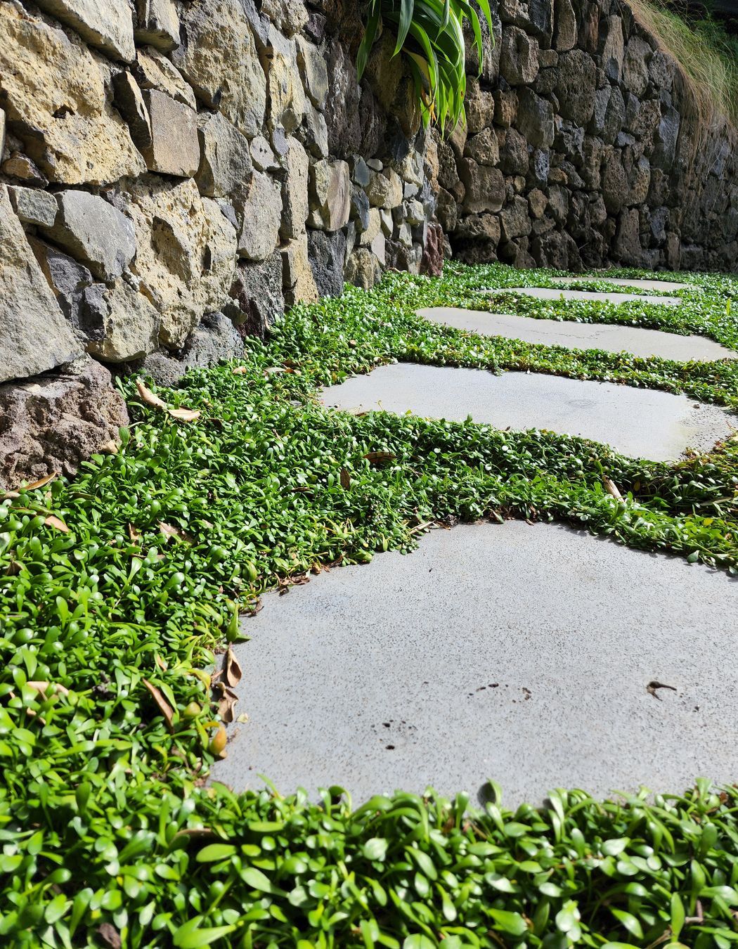 Selleria ground cover grows around flat pavers to create a stepping stone garden path.