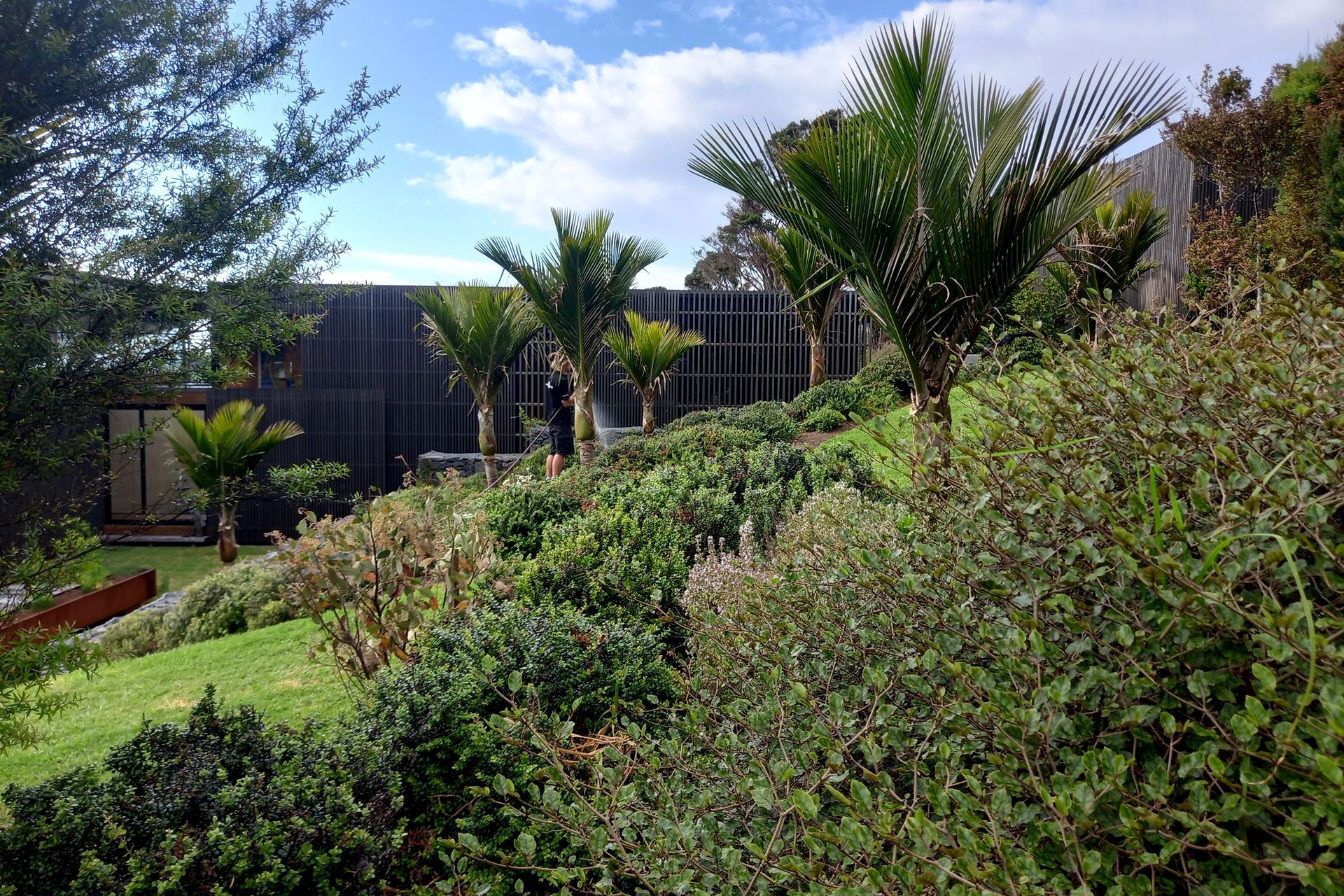 Nikau, akatea, and putuputaweta planted in large drifts surround this Tuatakaka home designed by Herbst Architects.