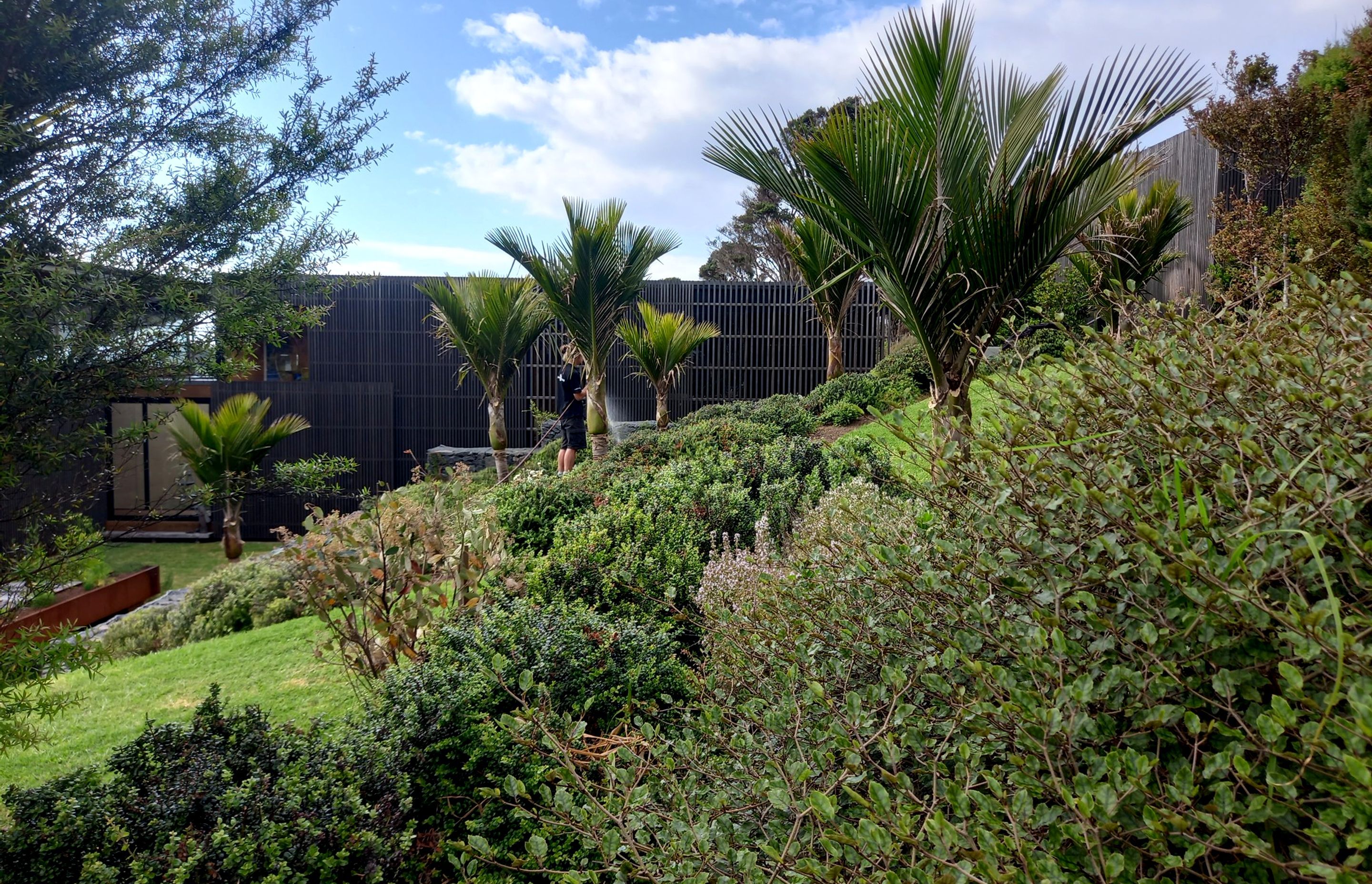 Nikau, akatea, and putuputaweta planted in large drifts surround this Tuatakaka home designed by Herbst Architects.