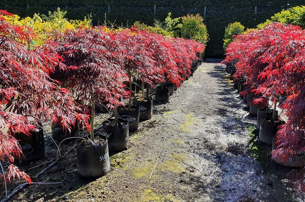 The modest growth and fabulous foliage of Acer Palmatum 'Atropurpureum' (Purple Japanese Maple) makes it a eye-catching option for a small garden.