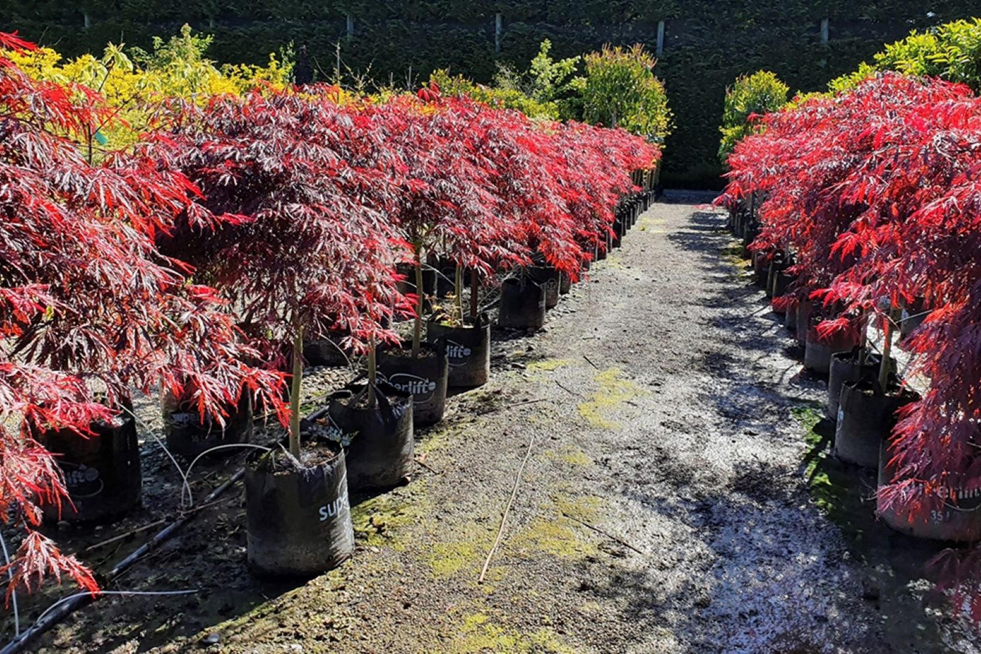 The modest growth and fabulous foliage of Acer Palmatum 'Atropurpureum' (Purple Japanese Maple) makes it a eye-catching option for a small garden.