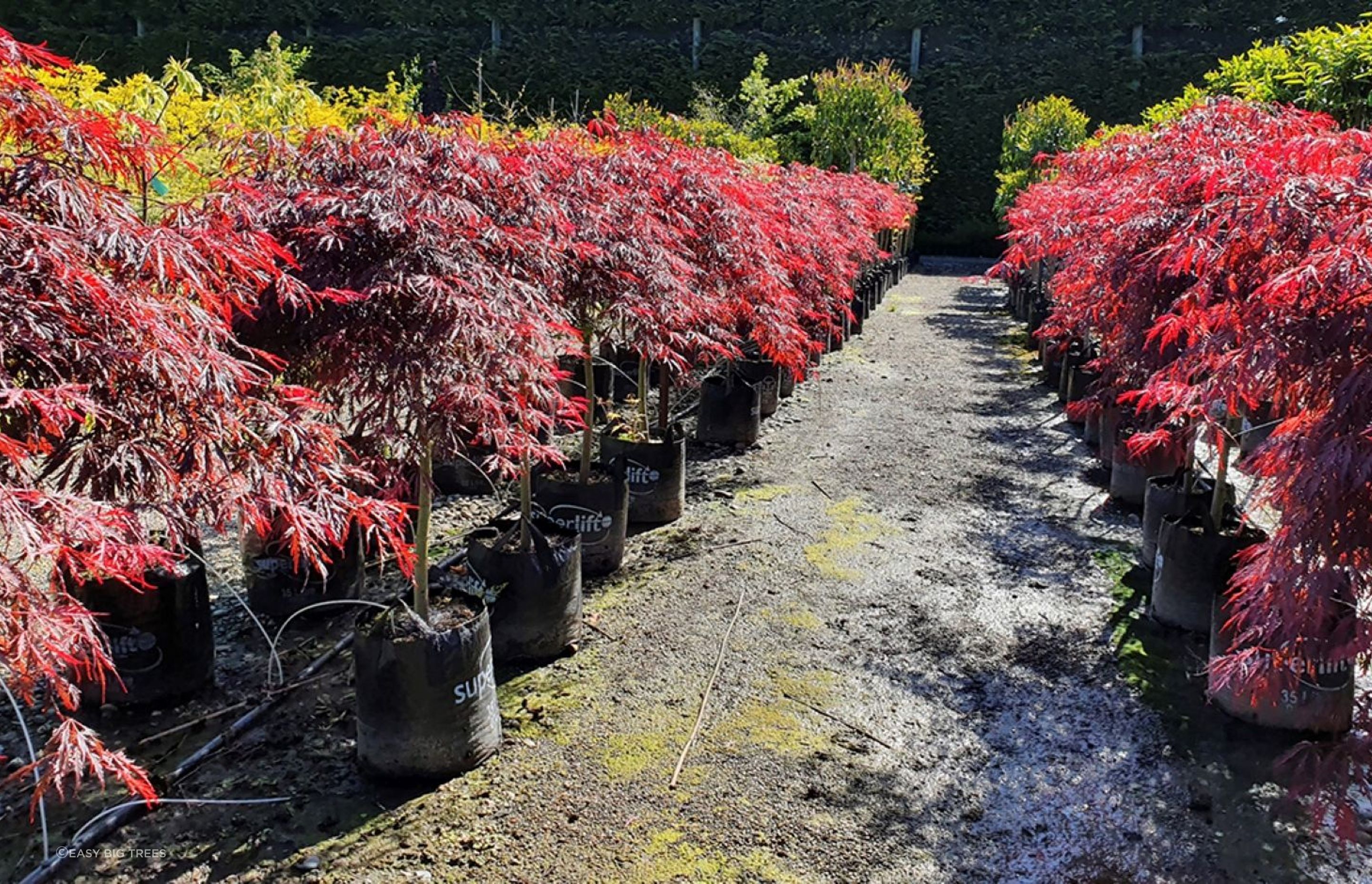 The modest growth and fabulous foliage of Acer Palmatum 'Atropurpureum' (Purple Japanese Maple) makes it a eye-catching option for a small garden.