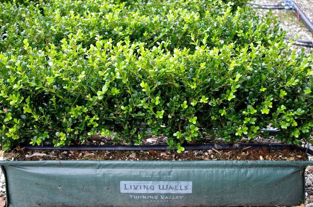 The Buxus hybrid 'Green Gem' makes an excellent low growing living wall that can be planted anywhere in New Zealand.