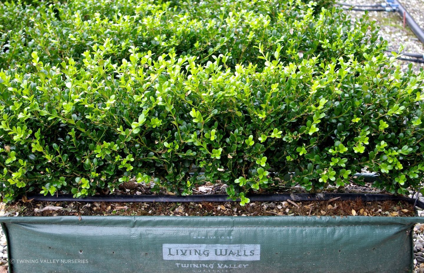 The Buxus hybrid 'Green Gem' makes an excellent low growing living wall that can be planted anywhere in New Zealand.