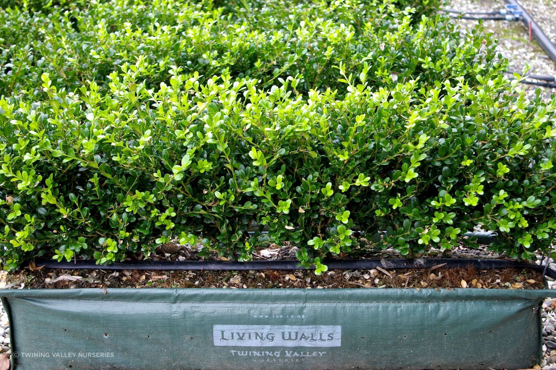 The Buxus hybrid 'Green Gem' makes an excellent low growing living wall that can be planted anywhere in New Zealand.
