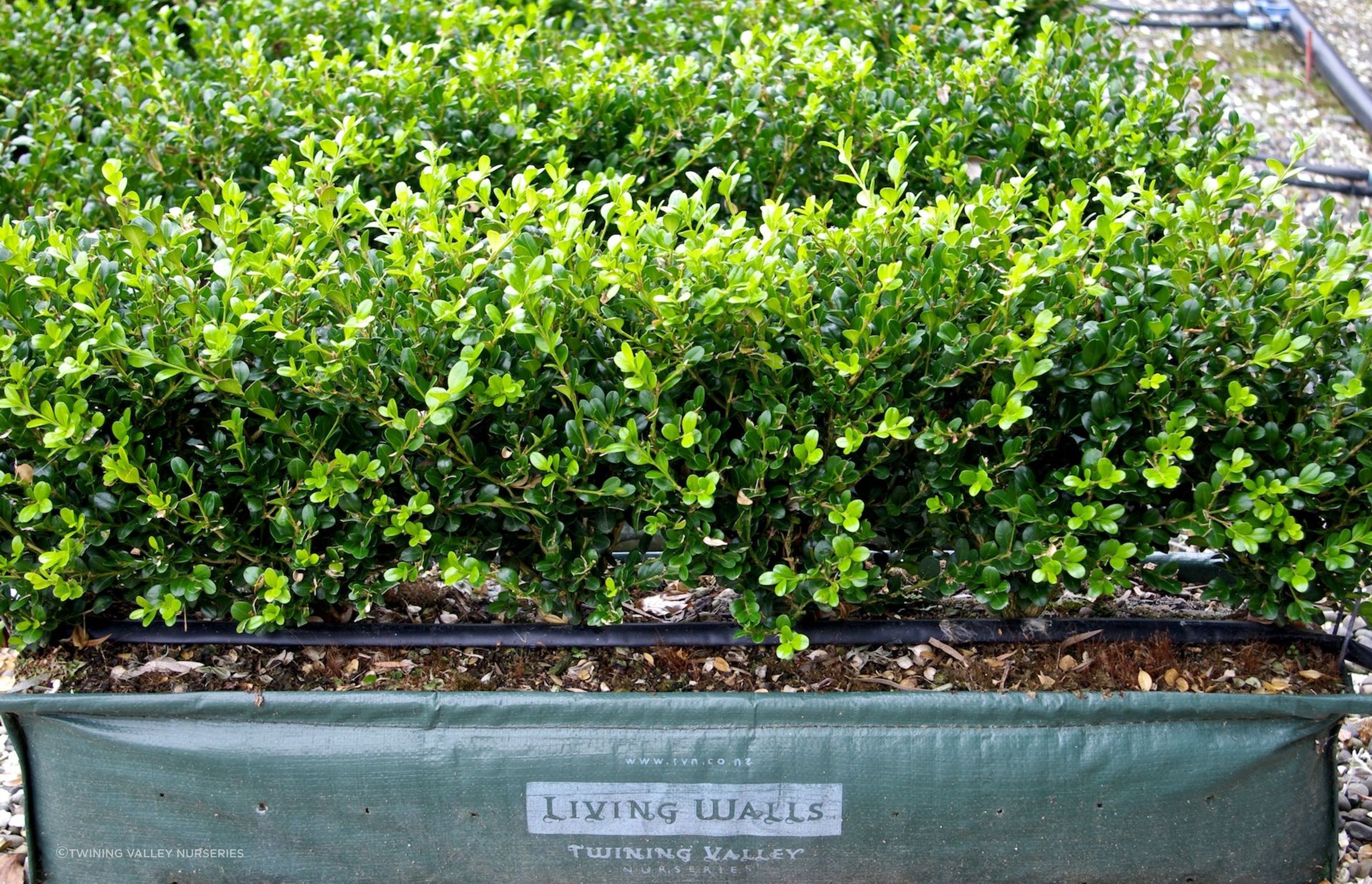 The Buxus hybrid 'Green Gem' makes an excellent low growing living wall that can be planted anywhere in New Zealand.