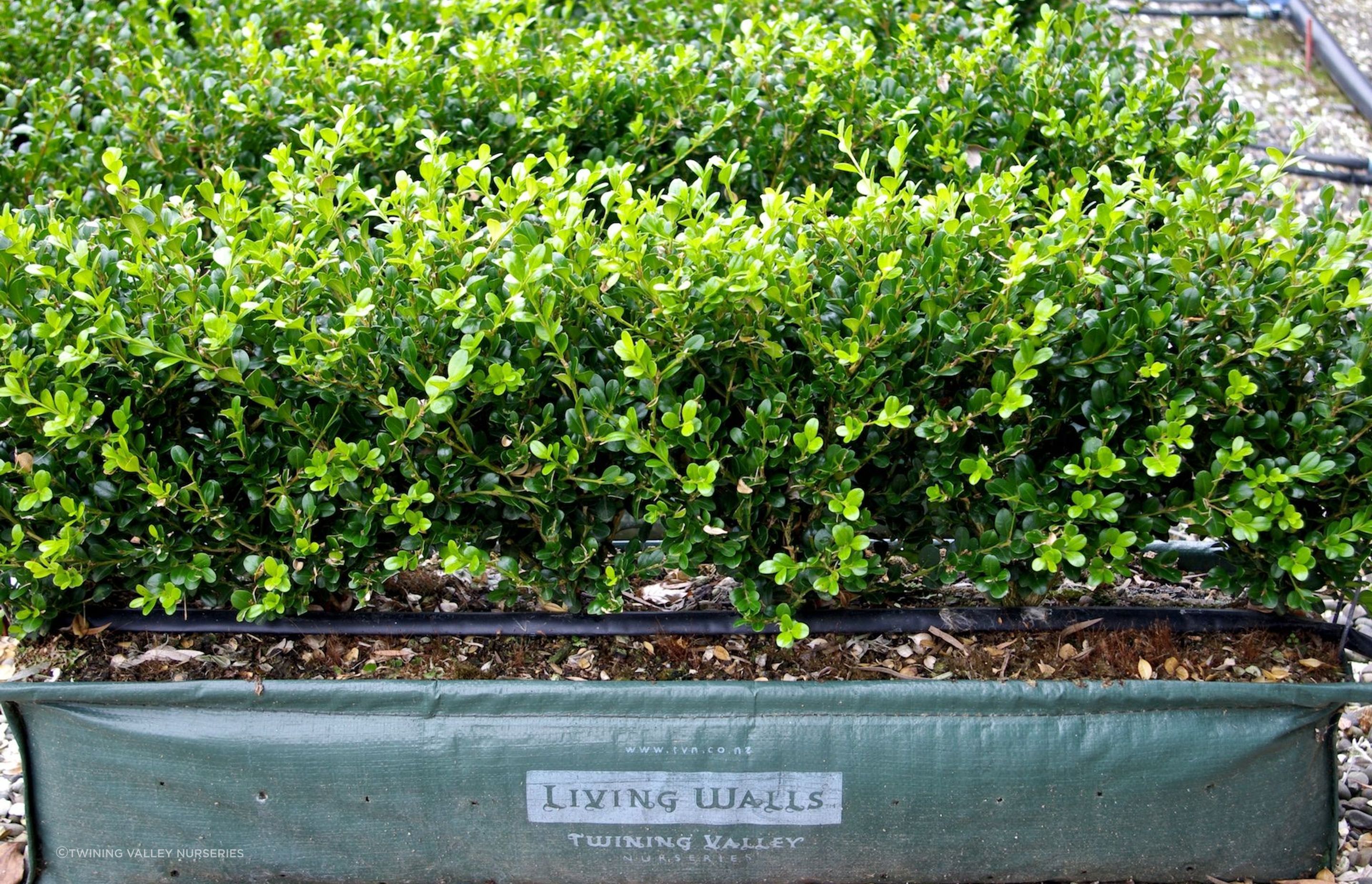 This Buxus hybrid 'Green Gem' is a great choice for a traditional low box hedge.