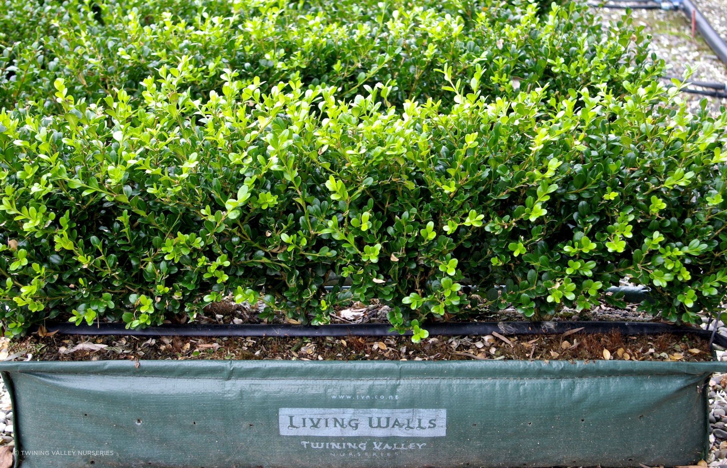 This Buxus hybrid 'Green Gem' is a great choice for a traditional low box hedge.