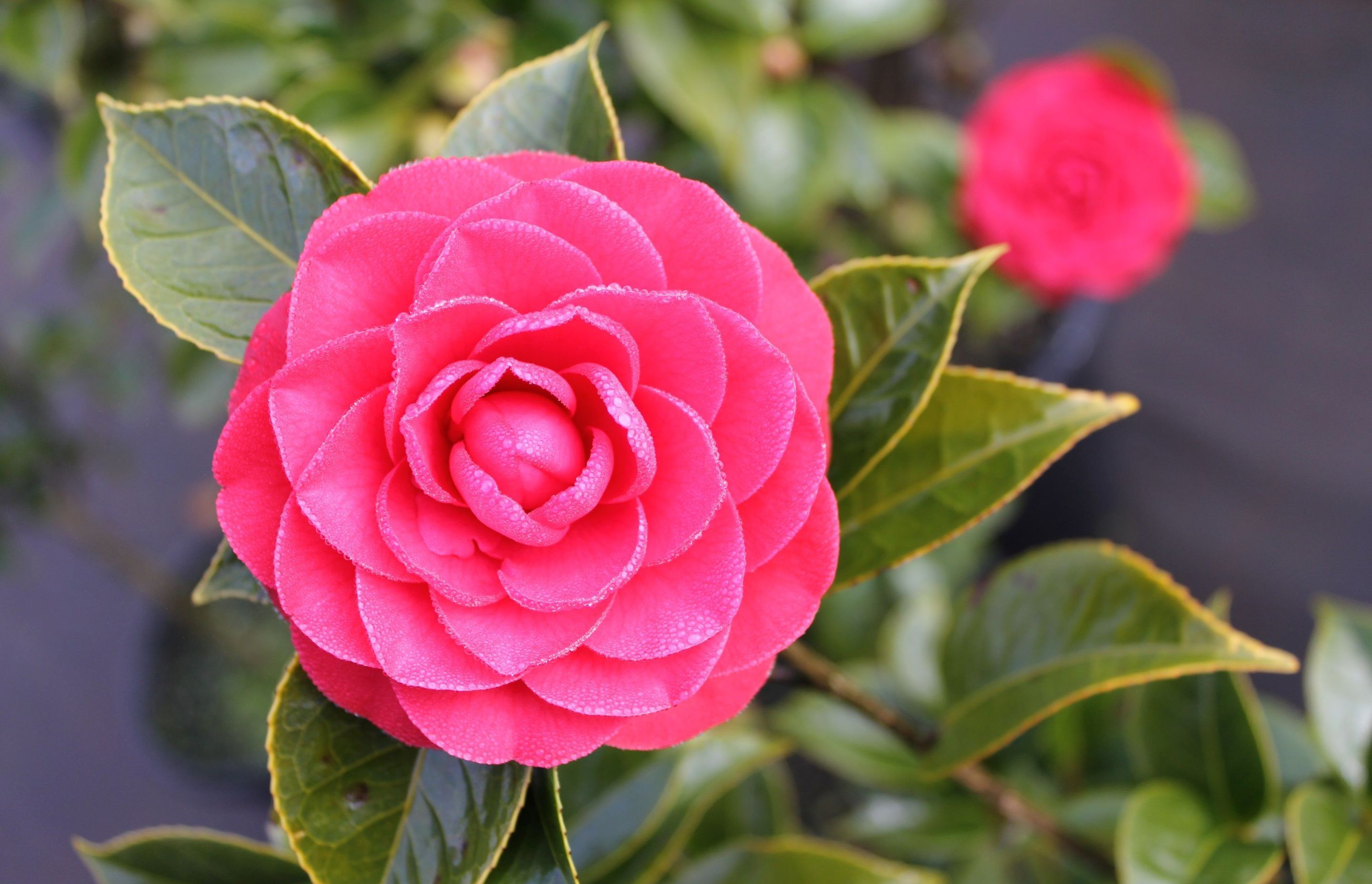 A wonderful example of the vibrancy that a flowering Camellia can bring, seen here with the Camellia Japonica 'Roger Hall'.