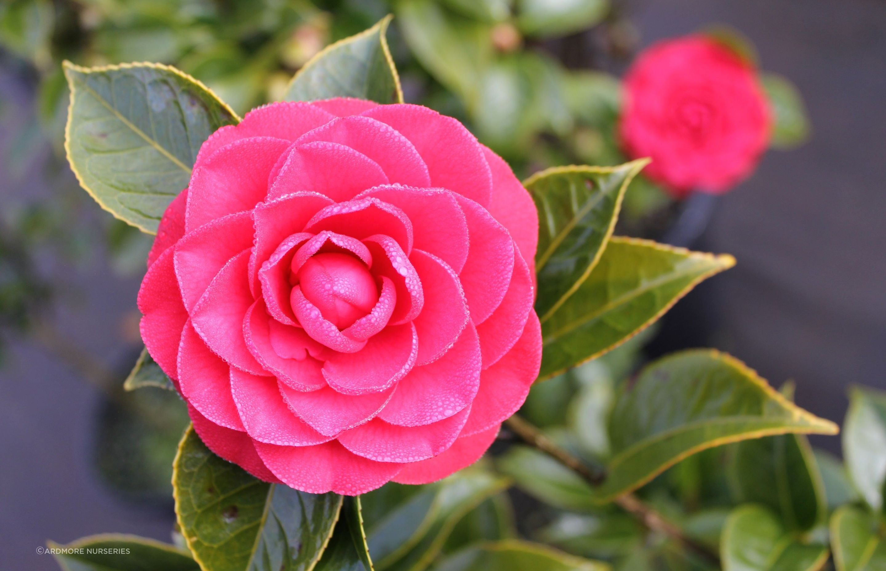 The Camellia Japonica 'Roger Hall' features magnificent bright red flowers and has an upright growth habit, making it well suited to small gardens.