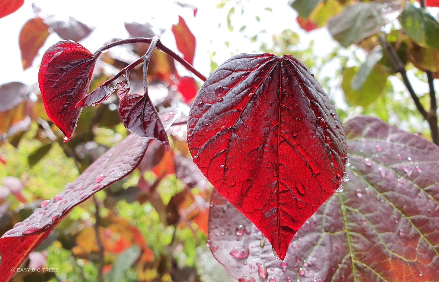The vibrant reddish-purple leaves of the Cercis Canadensis 'Forest Pansy' Redbud make it a spectacular choice in a small space.