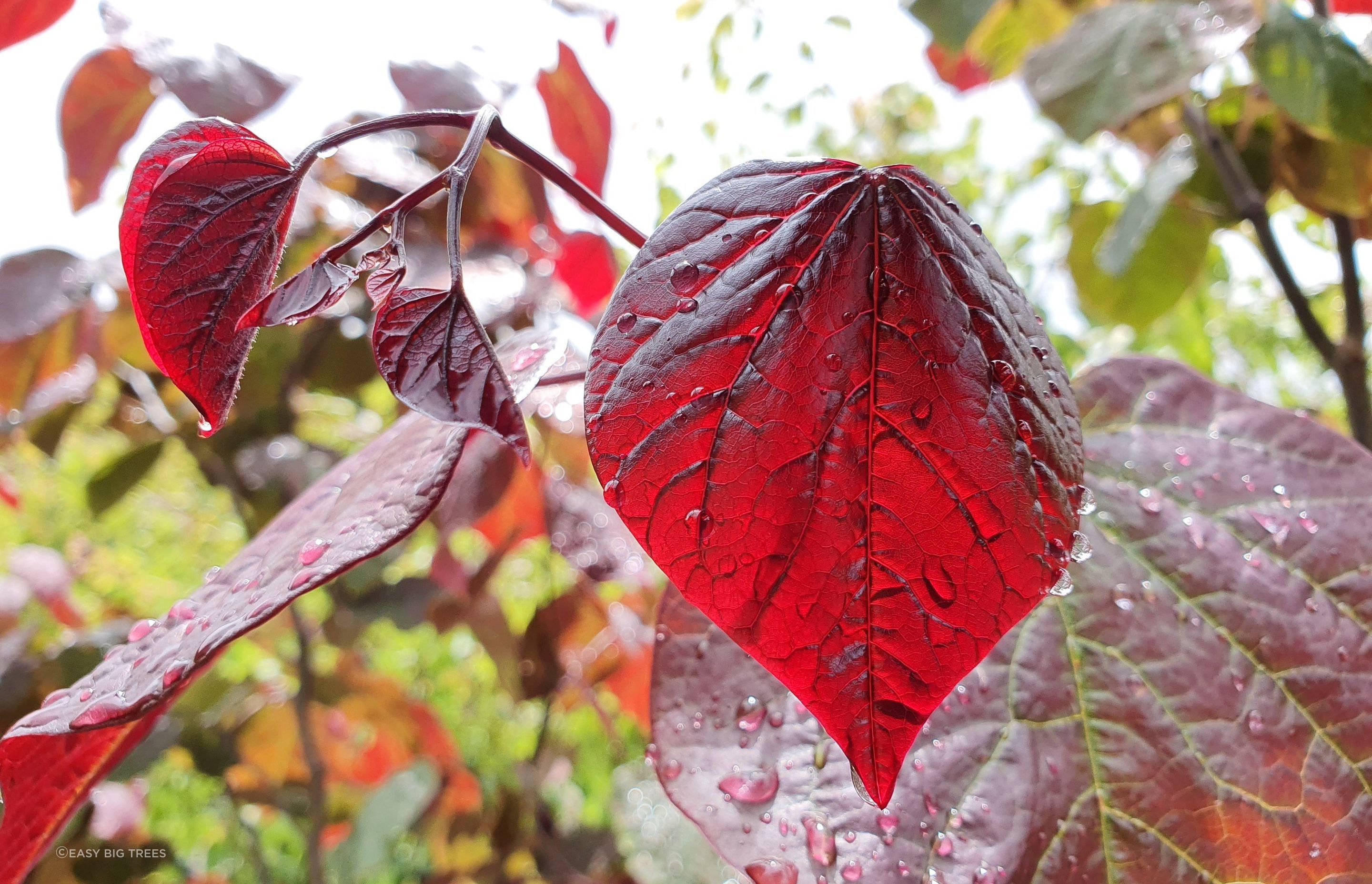 The vibrant reddish-purple leaves of the Cercis Canadensis 'Forest Pansy' Redbud make it a spectacular choice in a small space.