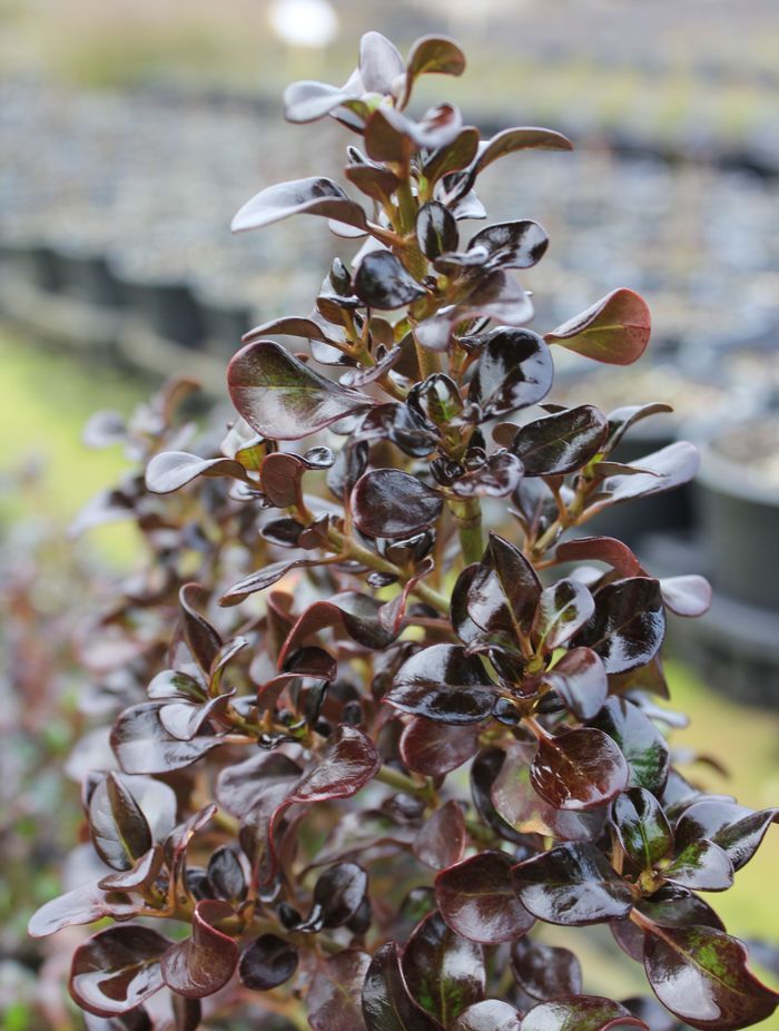 The appropriately named Coprosma 'Hot Chocolate' Mirror Bush — the perfect choice for low border hedges.