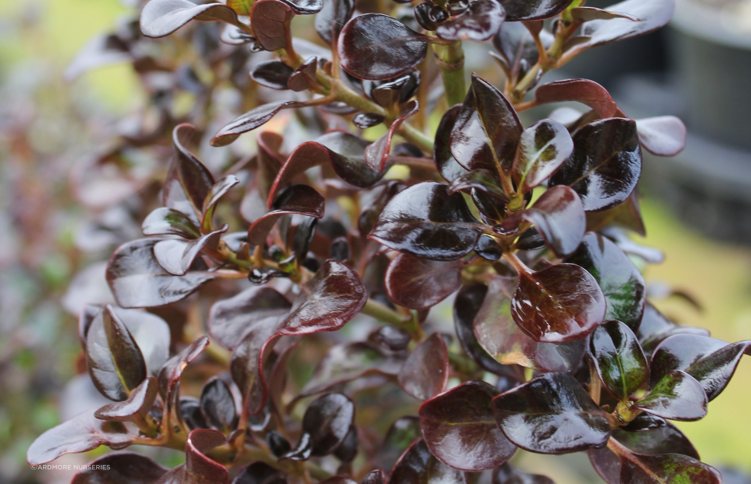 The appropriately named Coprosma 'Hot Chocolate' Mirror Bush — the perfect choice for low border hedges.