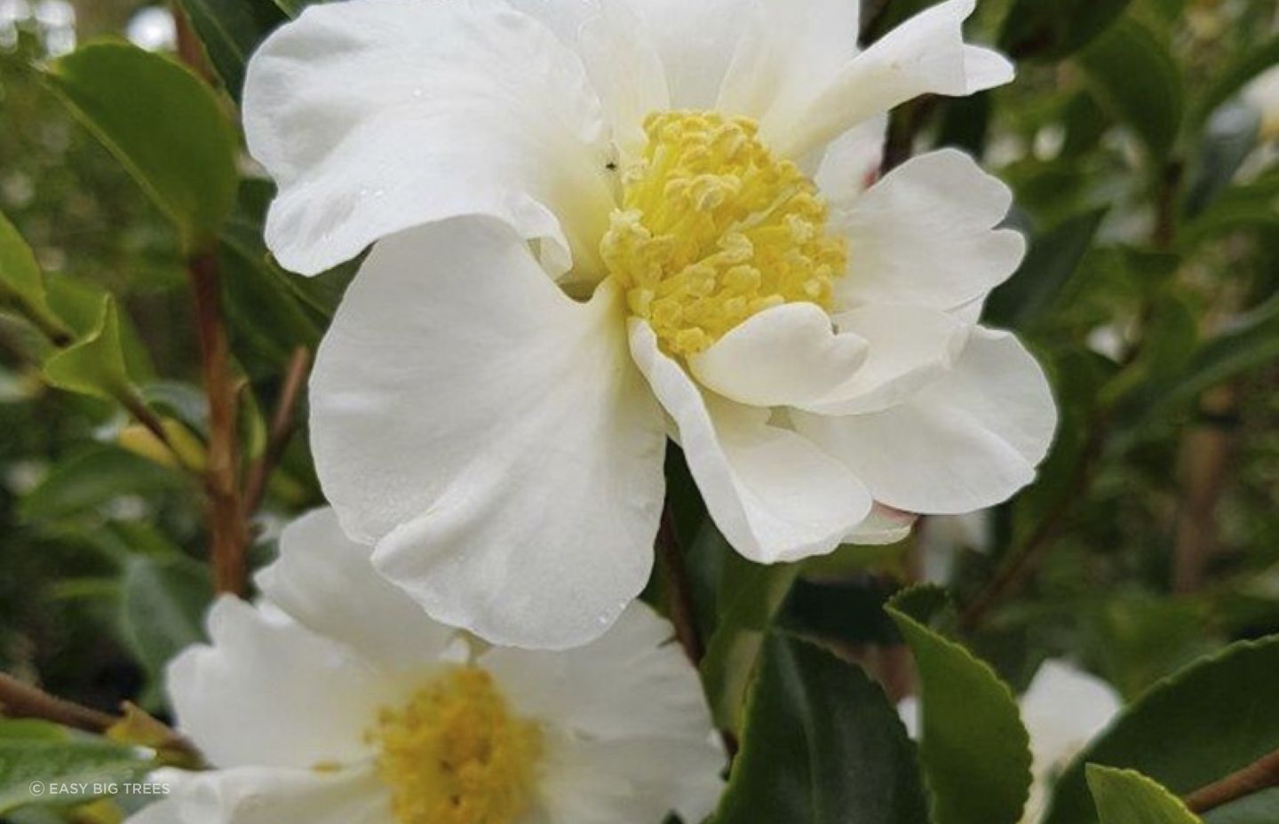 The beautiful Camelia setsugekka is an evergreen that grows to around 2.5 metres in height, making it perfect for small gardens.