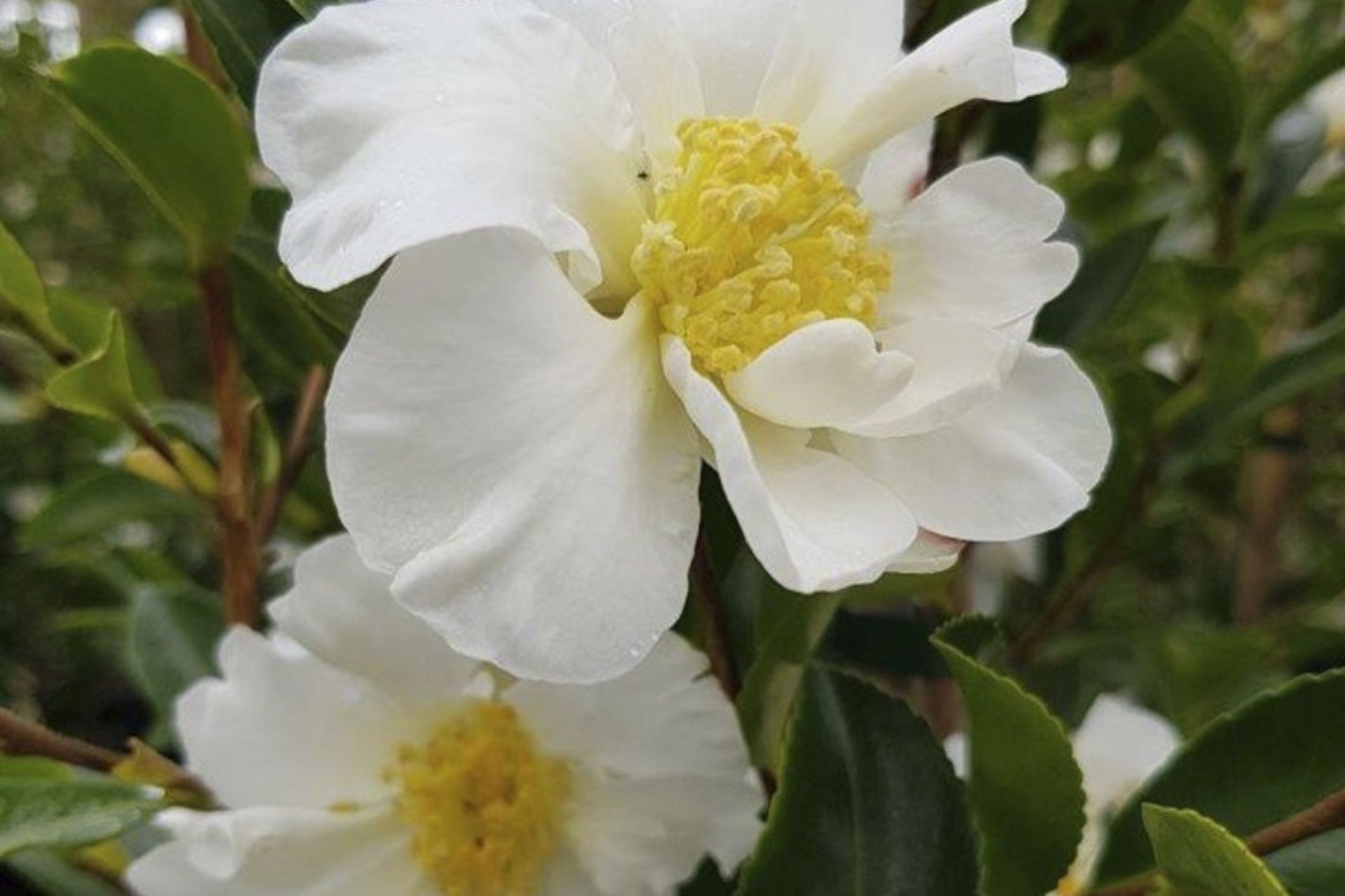 The beautiful Camelia setsugekka is an evergreen that grows to around 2.5 metres in height, making it perfect for small gardens.
