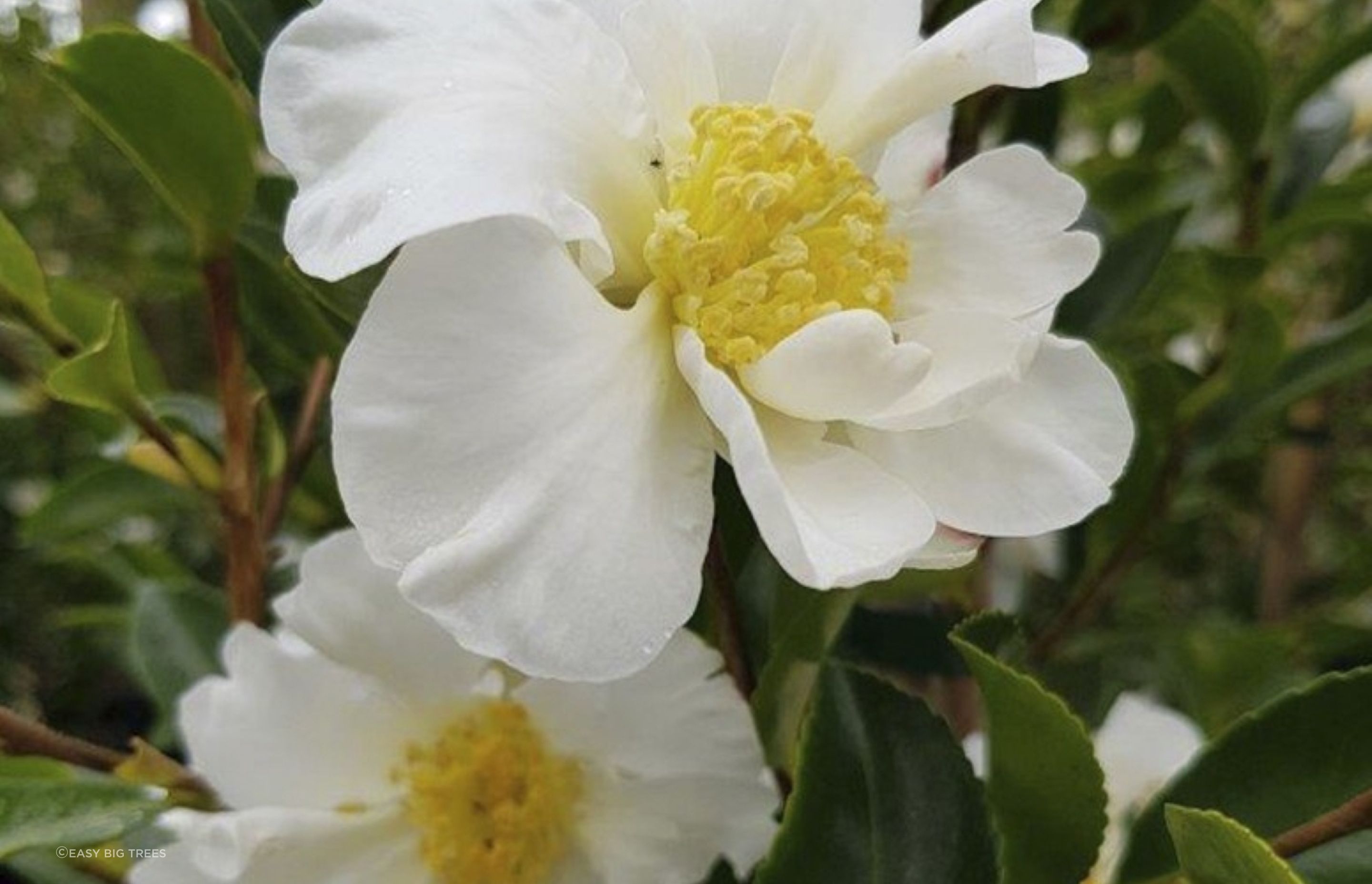 The beautiful Camelia setsugekka is an evergreen that grows to around 2.5 metres in height, making it perfect for small gardens.