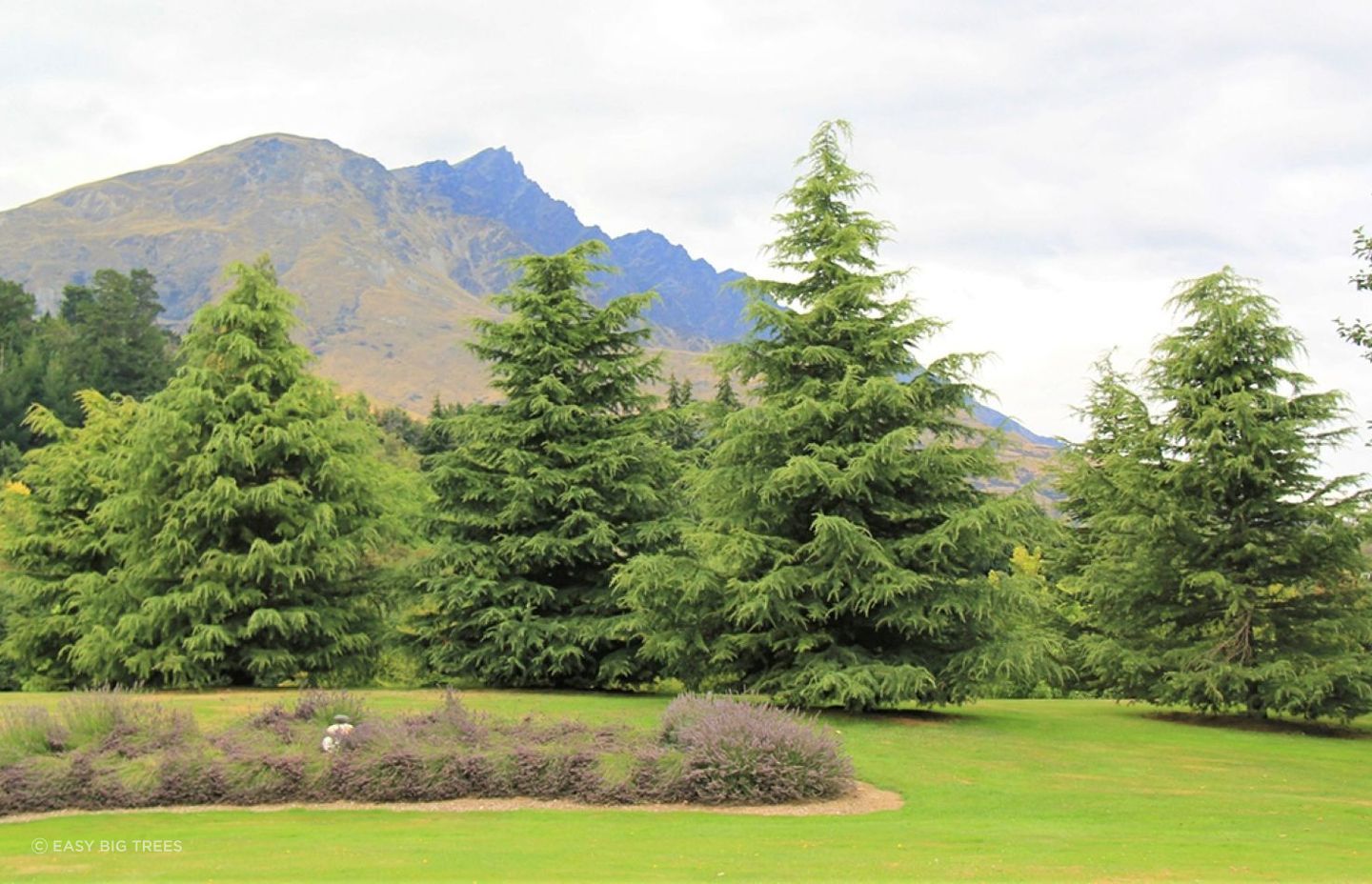 The hardy Cedrus Deodara, or Himalayan Cedar is frost and drought tolerant and can grow to majestic heights.