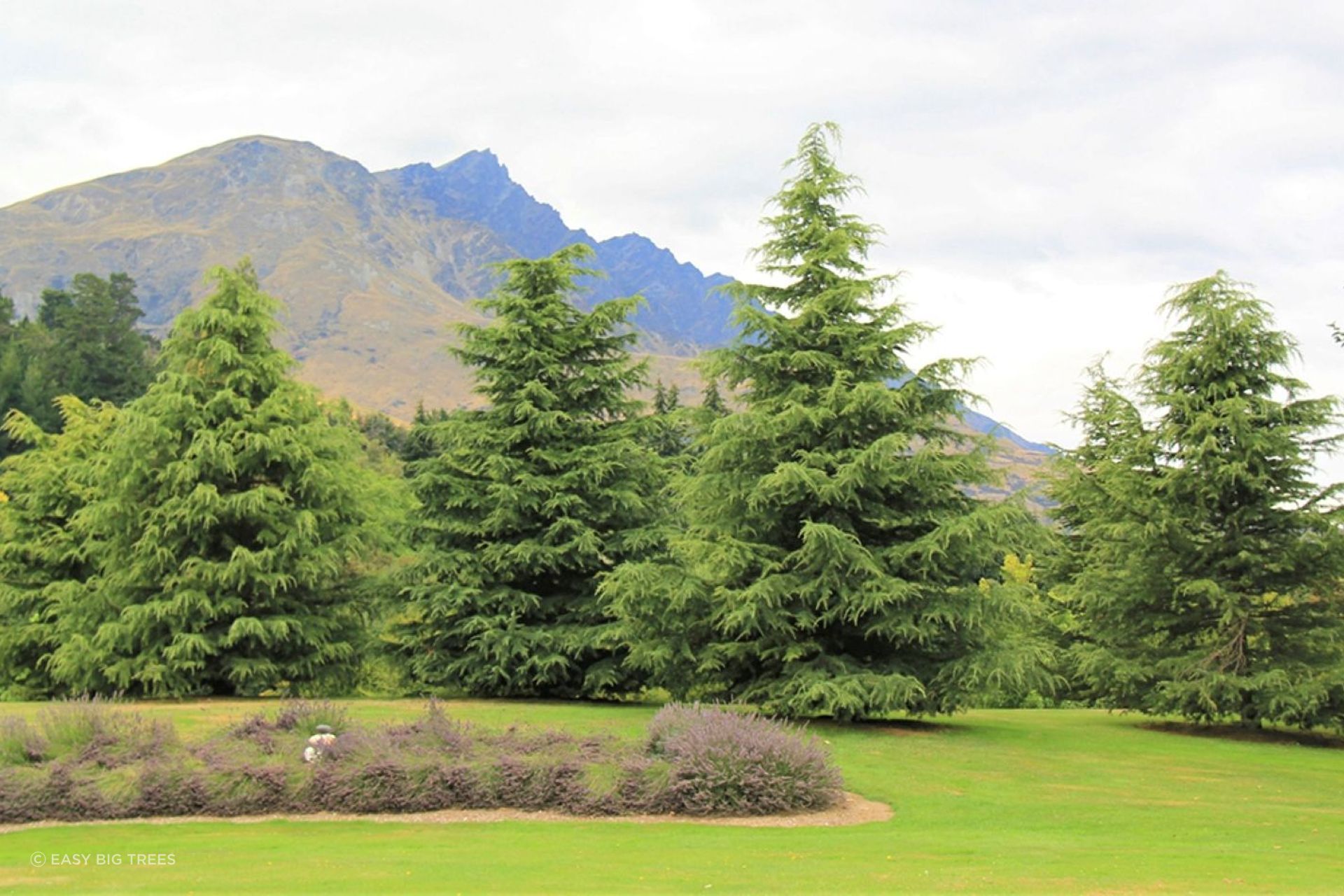 The hardy Cedrus Deodara, or Himalayan Cedar is frost and drought tolerant and can grow to majestic heights.