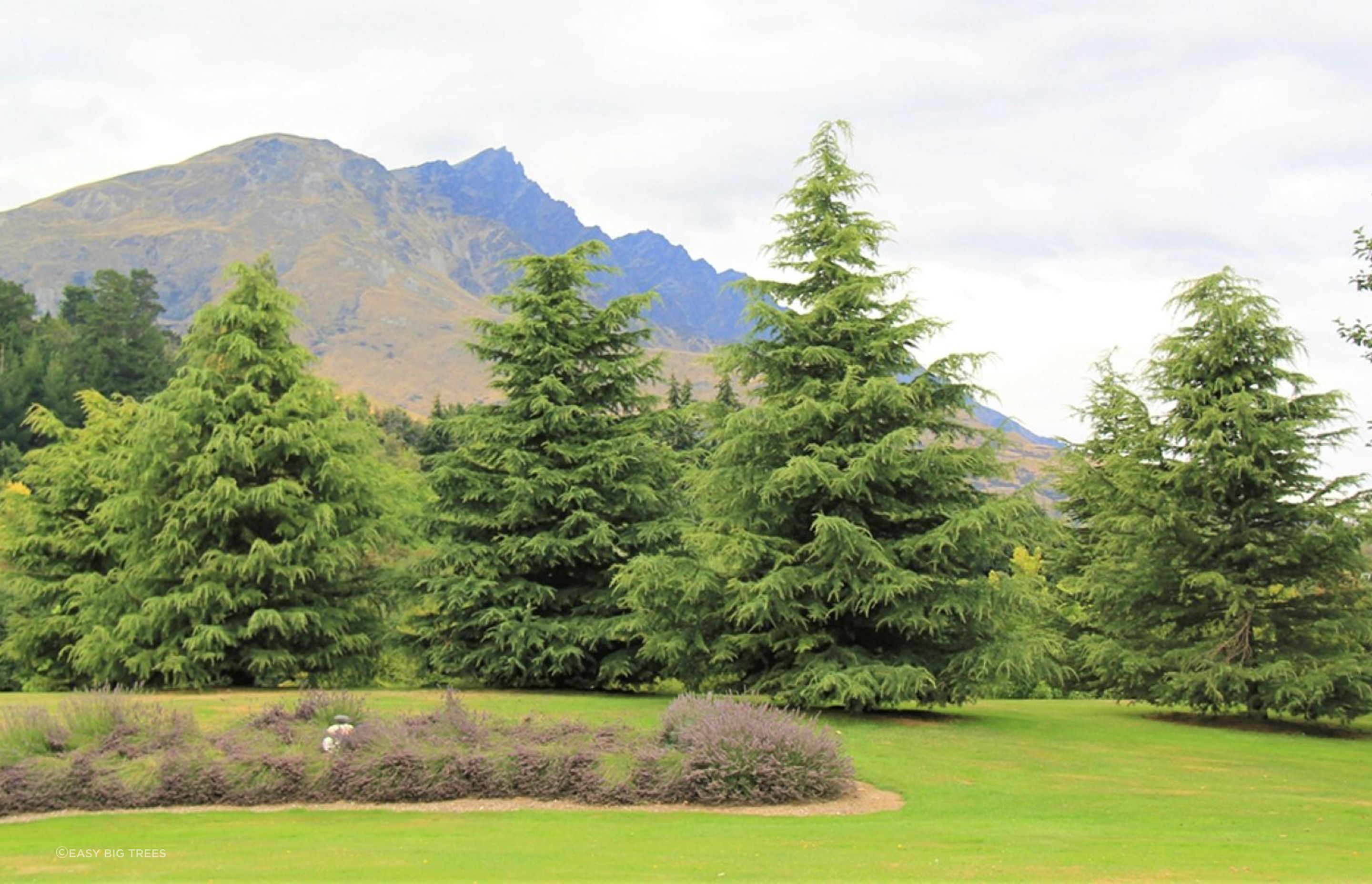 The hardy Cedrus Deodara, or Himalayan Cedar is frost and drought tolerant and can grow to majestic heights.