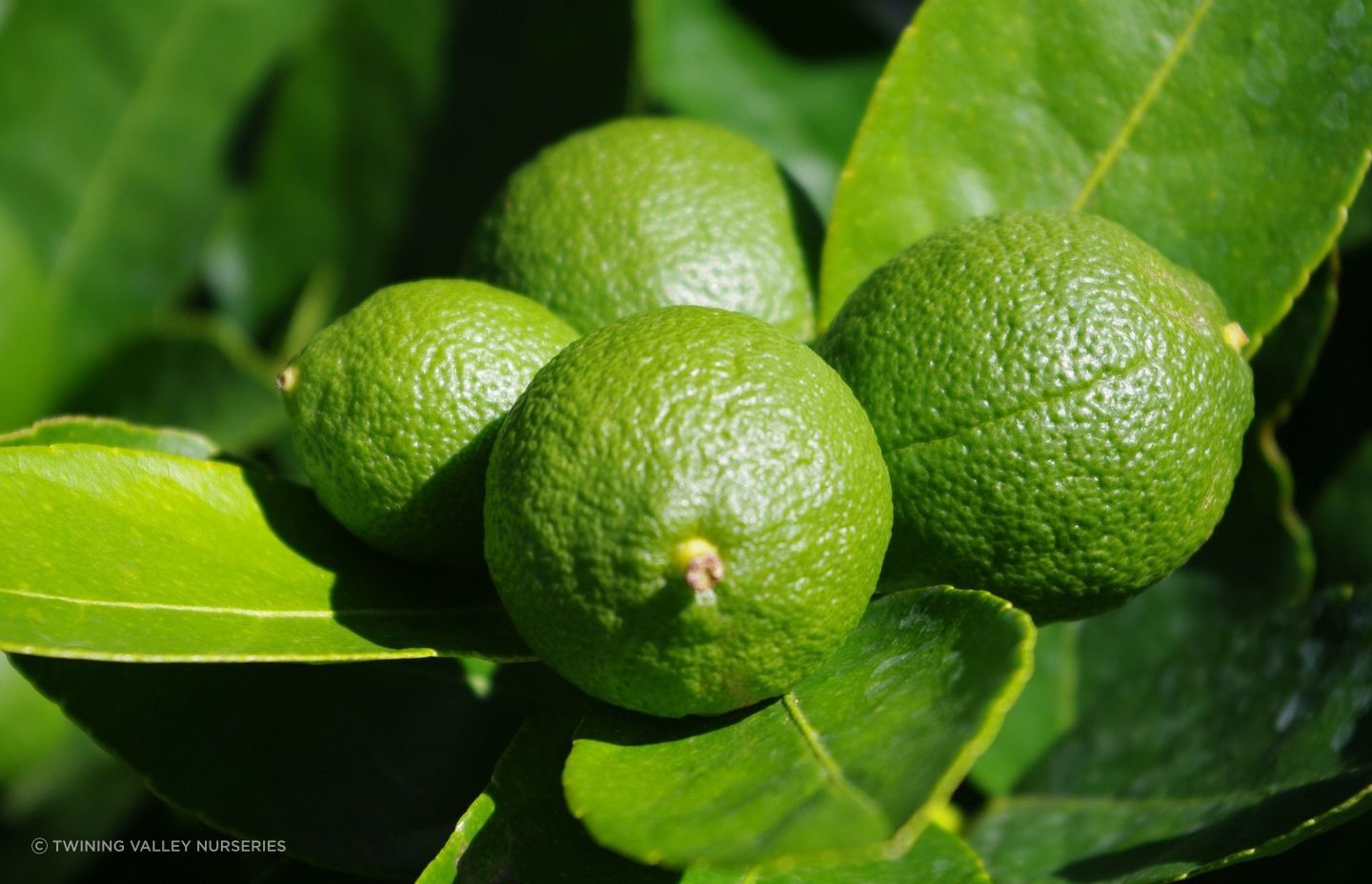 The Citrus 'Tahitian Lime' will help bring your favourite dishes and drinks to life.