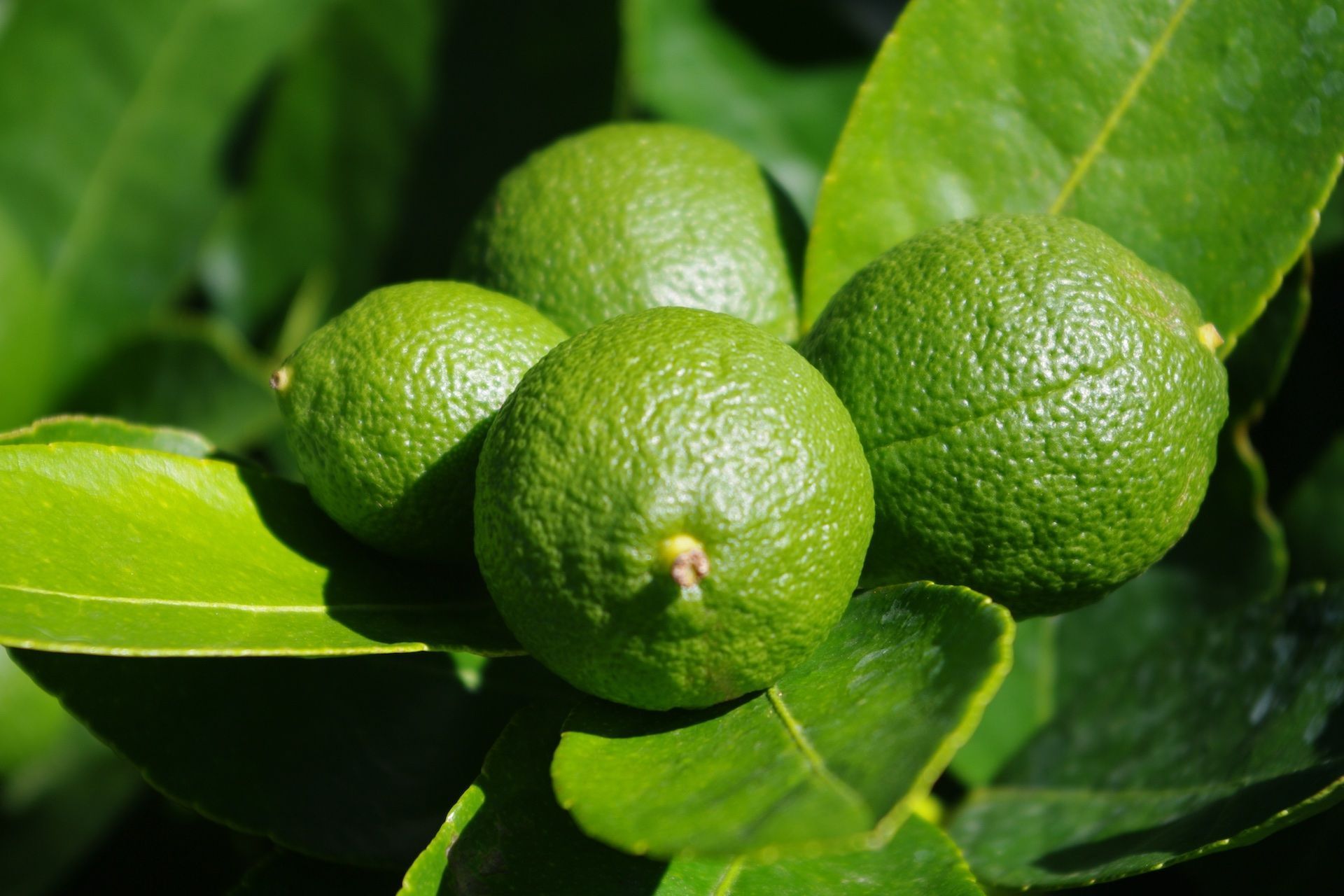 The Citrus 'Tahitian Lime' will help bring your favourite dishes and drinks to life.