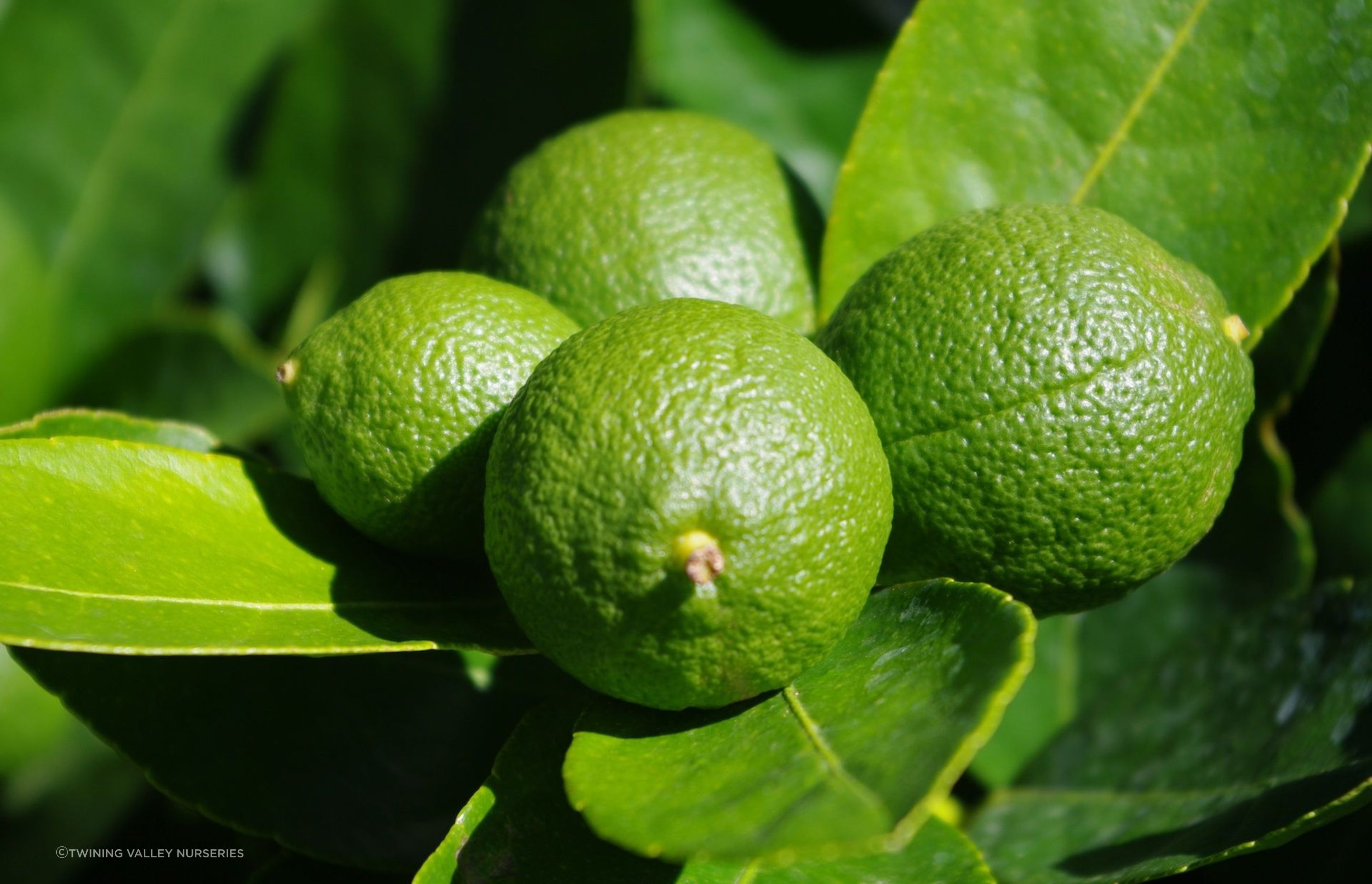 The Citrus 'Tahitian Lime' will help bring your favourite dishes and drinks to life.