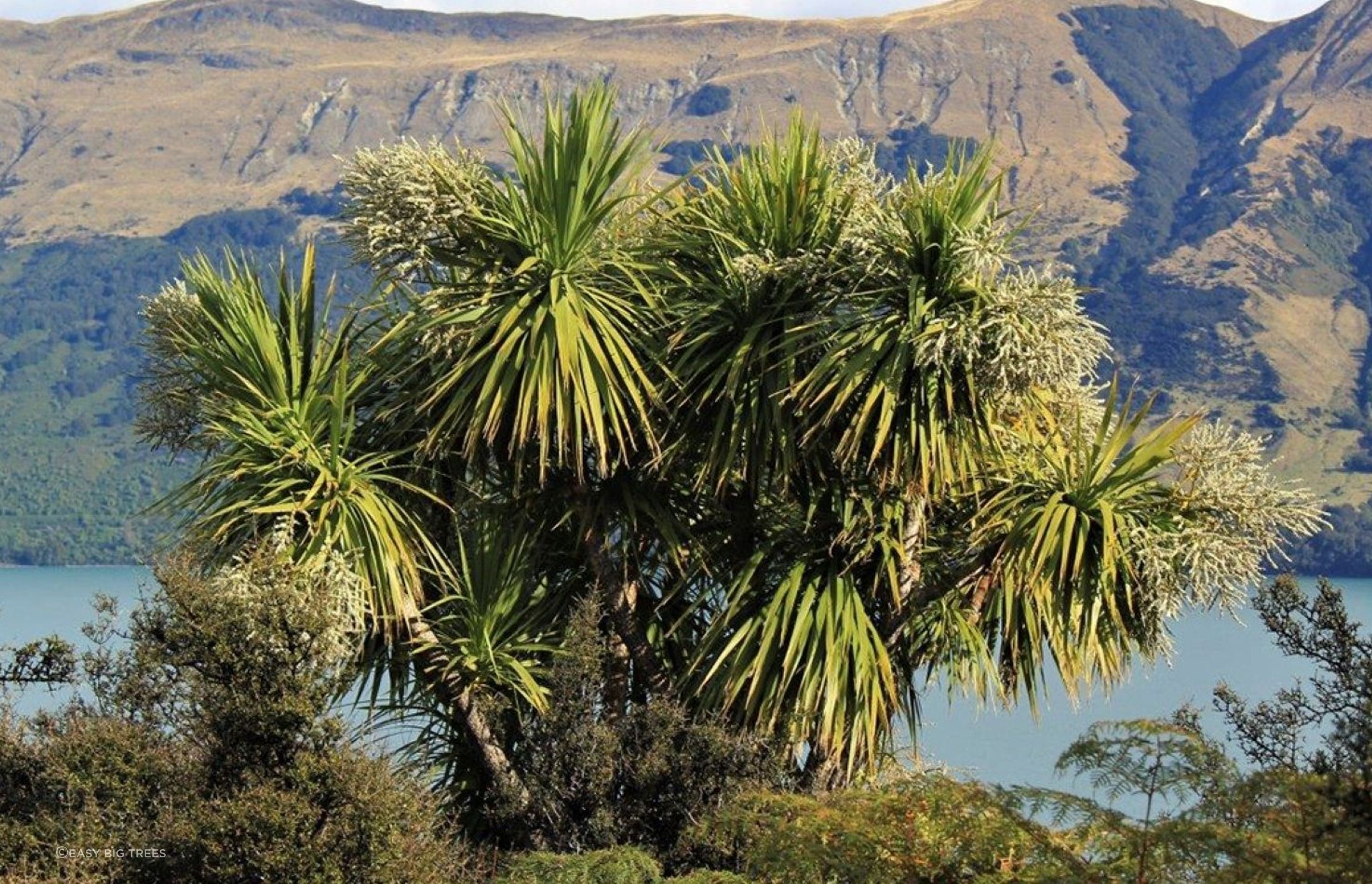The iconic New Zealand Cabbage Tree is found right throughout the country.