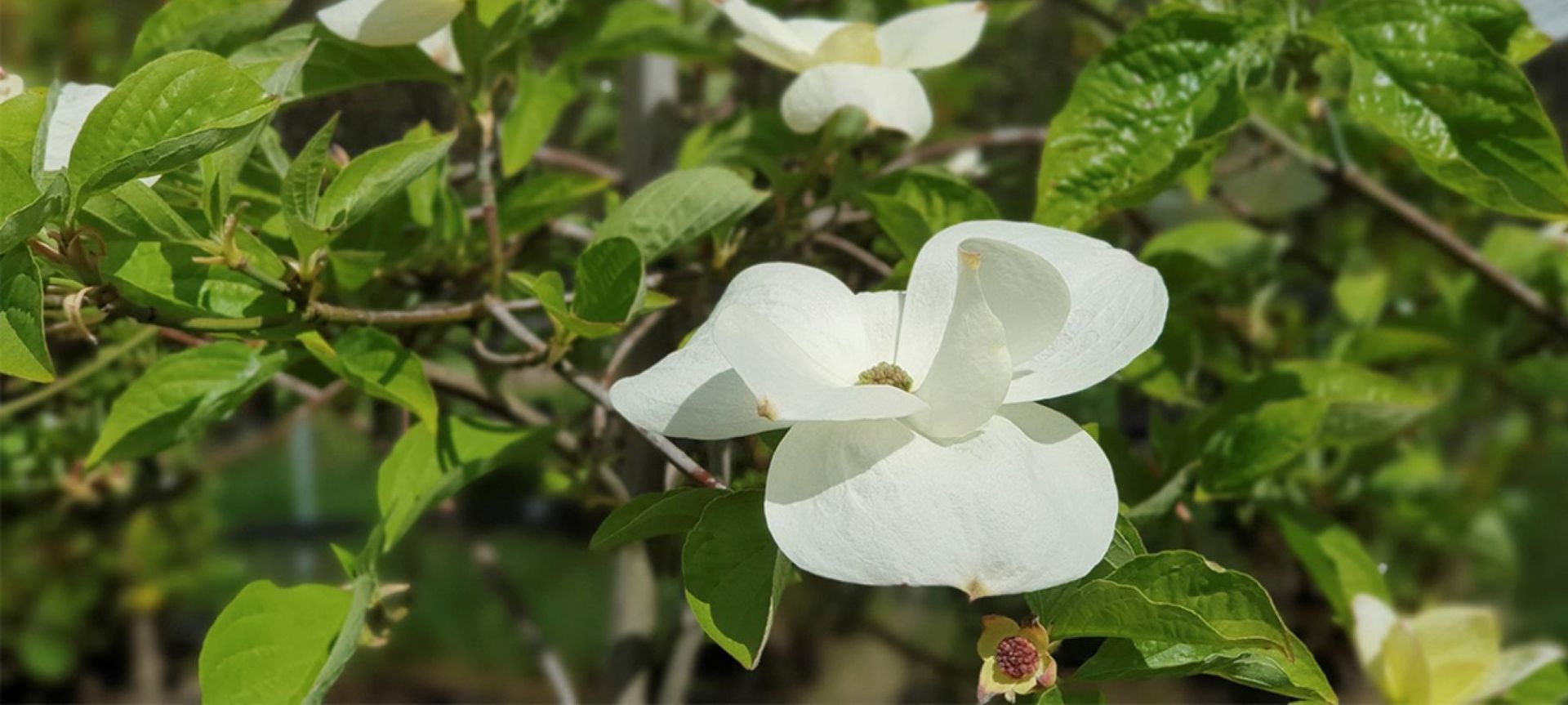 The Cornus Eddies 'White Wonder'